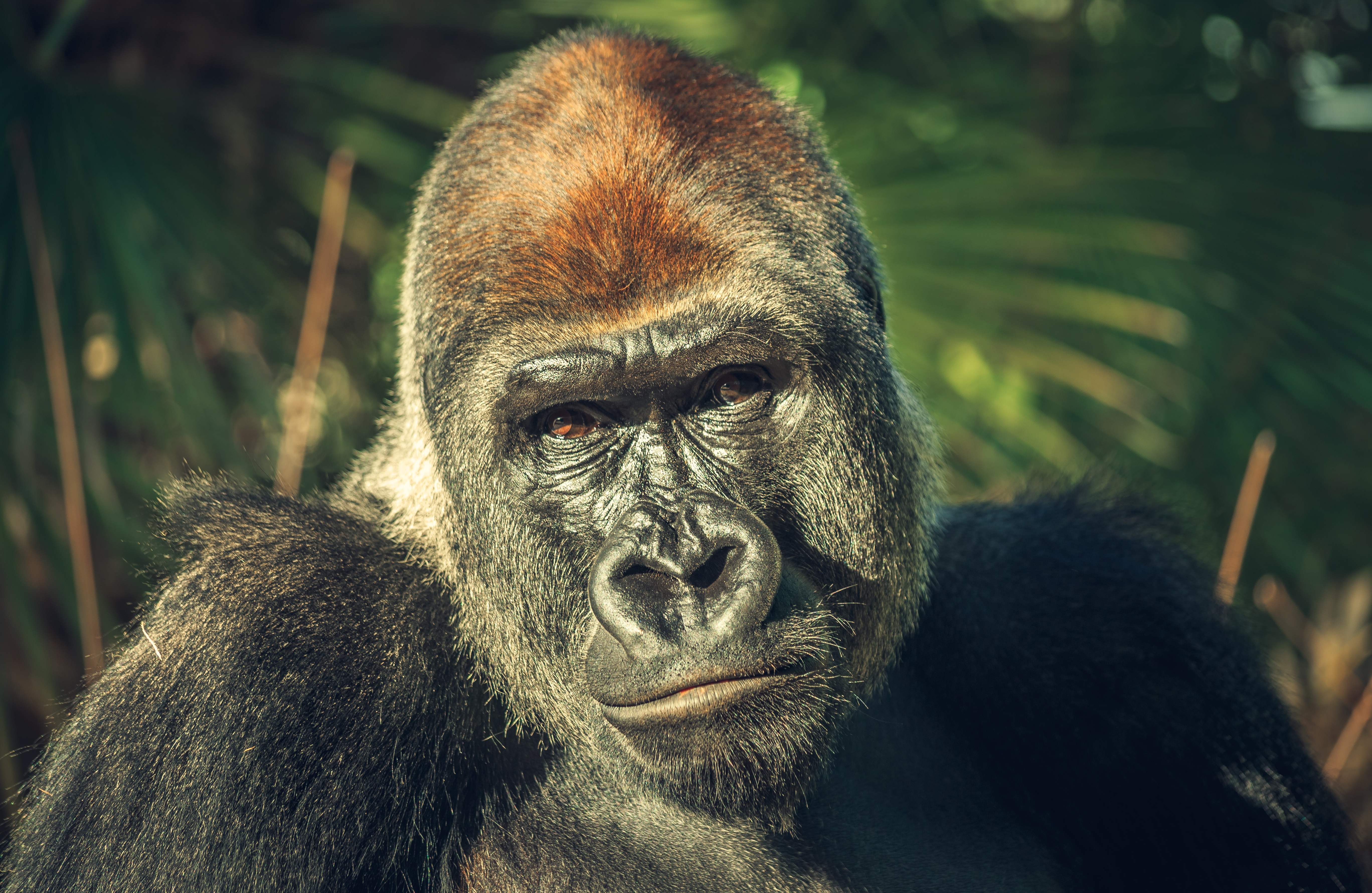 Gorilla HD Wallpaper