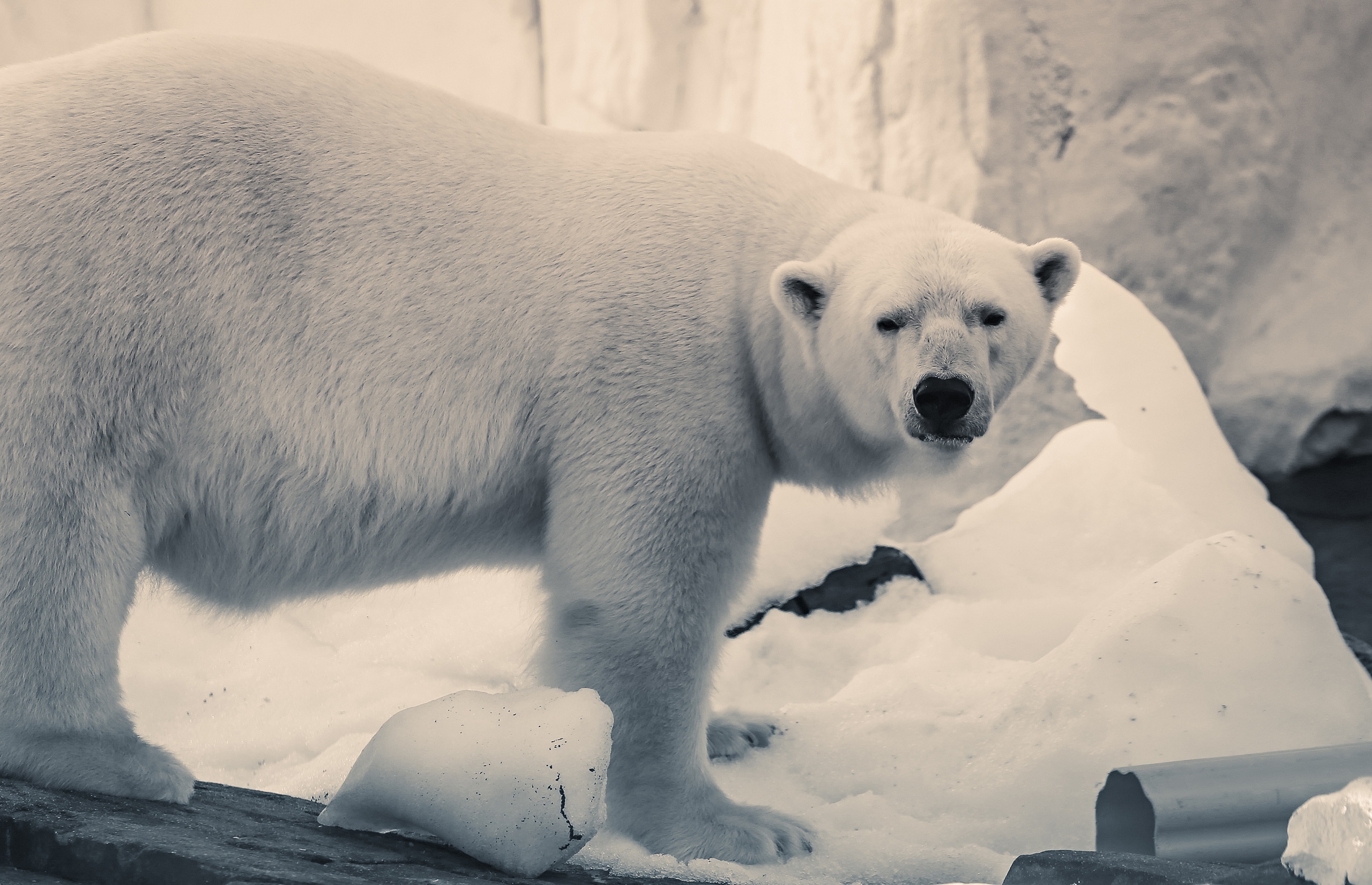 Polar Bear in Snowy Environment HD Wallpaper