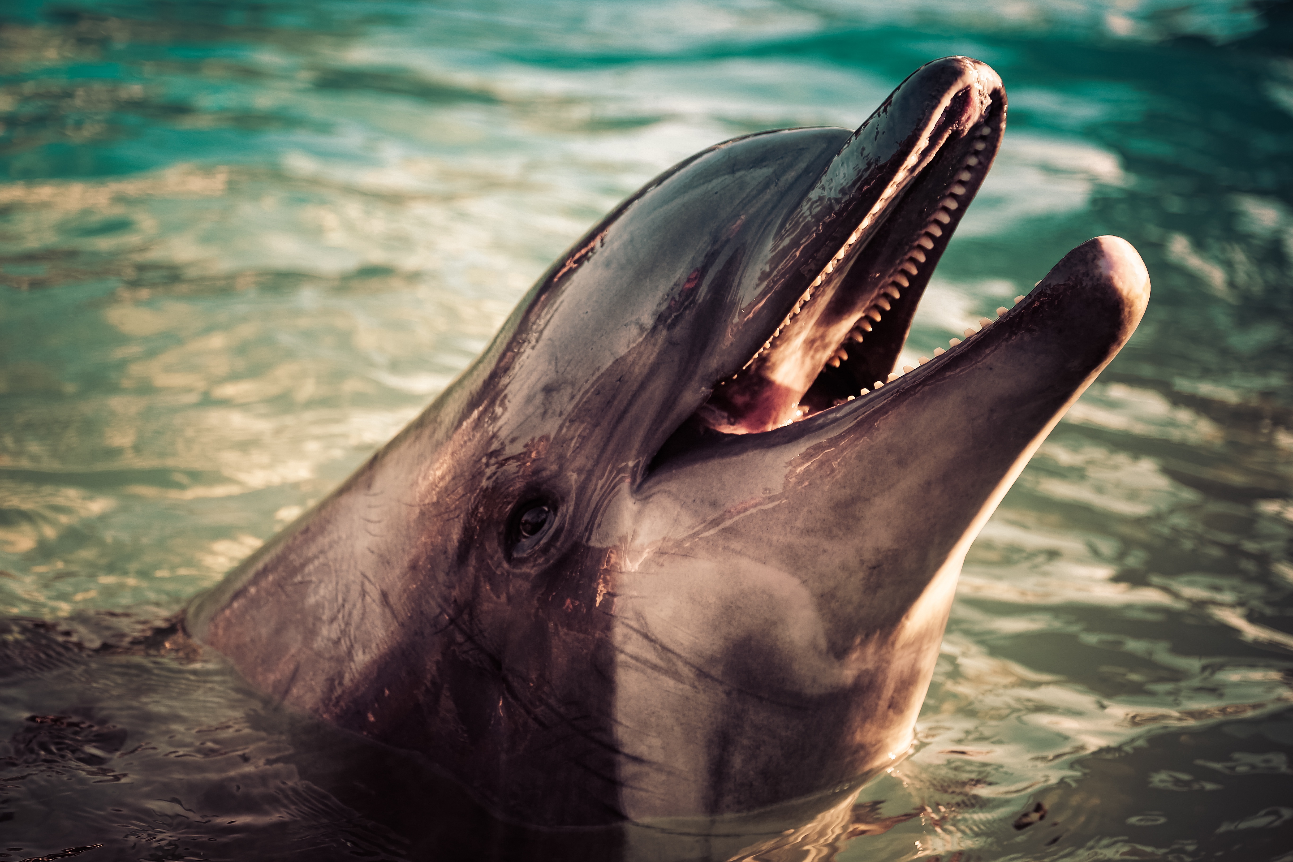 Dolphin in clear blue water HD Wallpaper