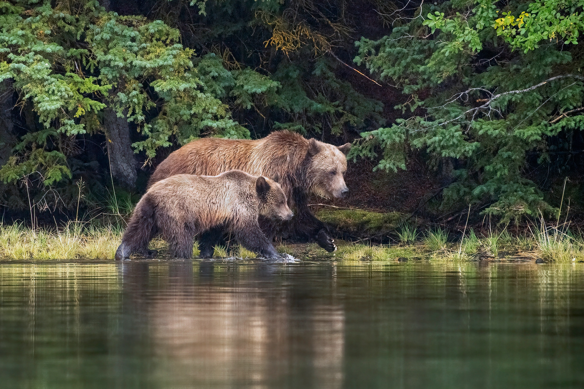 Two grizzly bears walking in water near trees HD Wallpaper