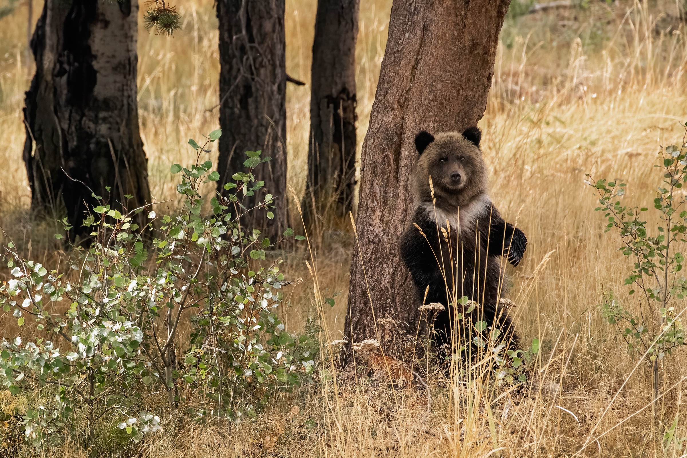 Grizzly bear cub standing by a tree HD Wallpaper