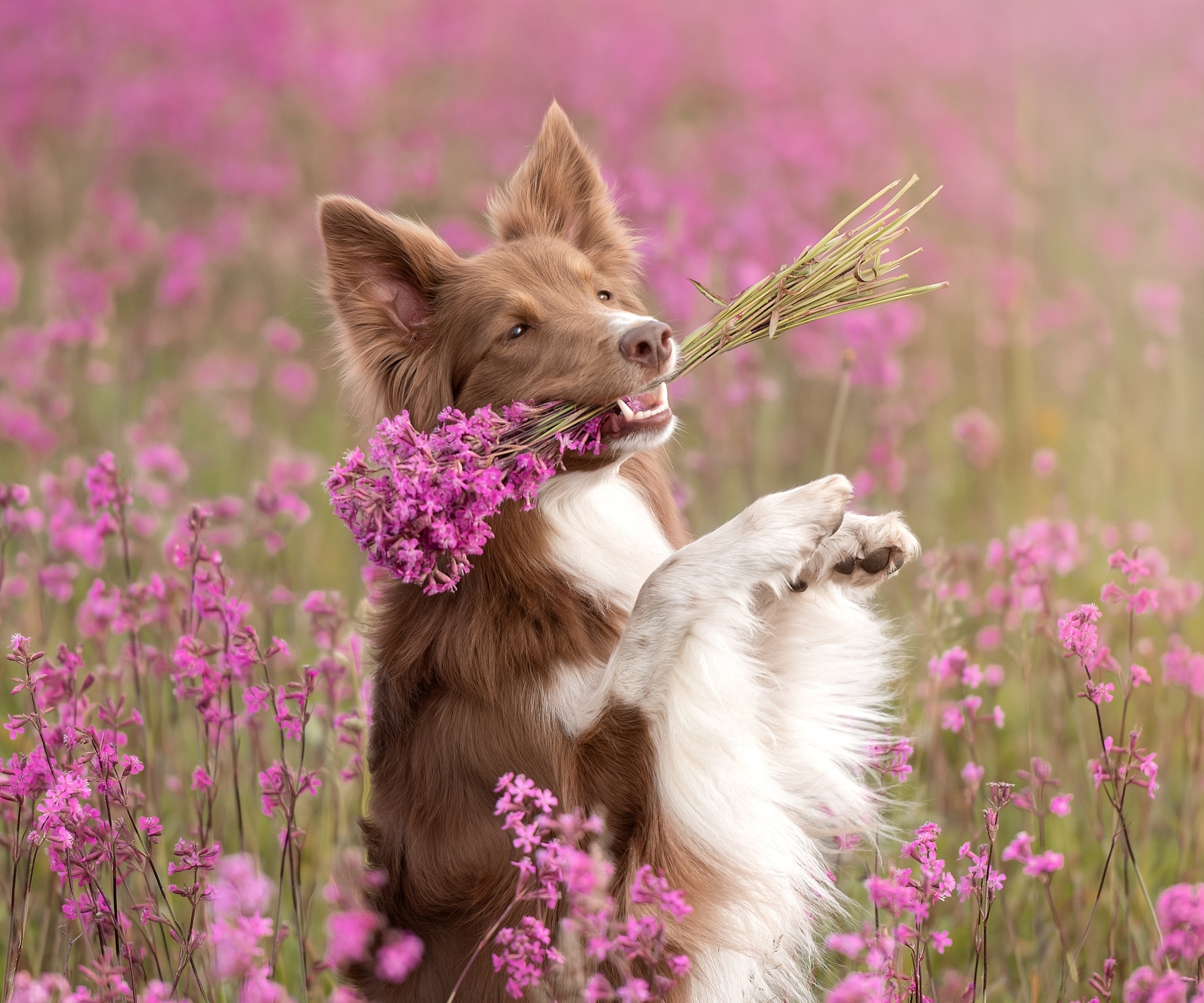 Brown and white Border Collie holding flowers in a field HD Wallpaper