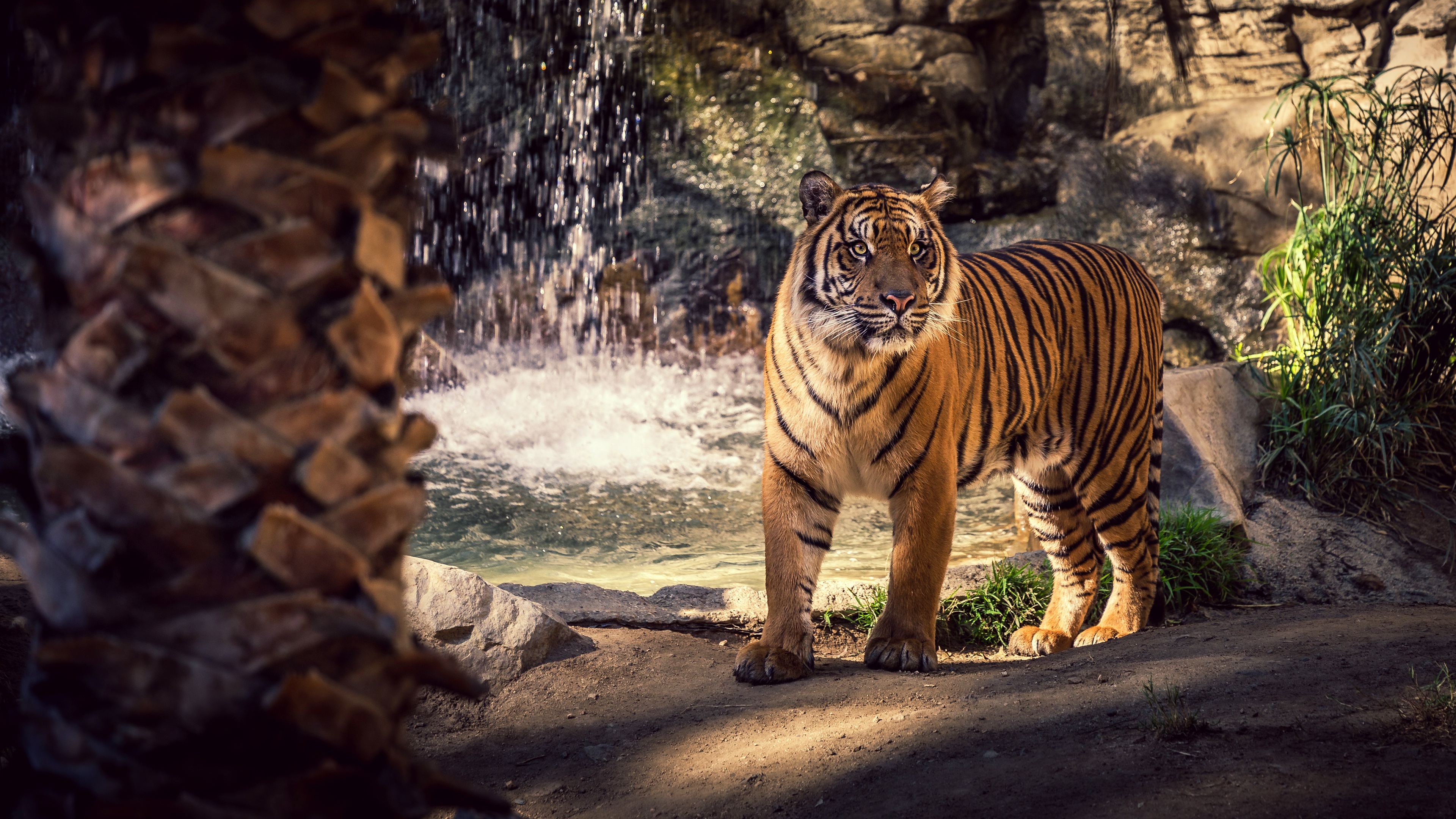 Tiger near waterfall 4K HD Wallpaper
