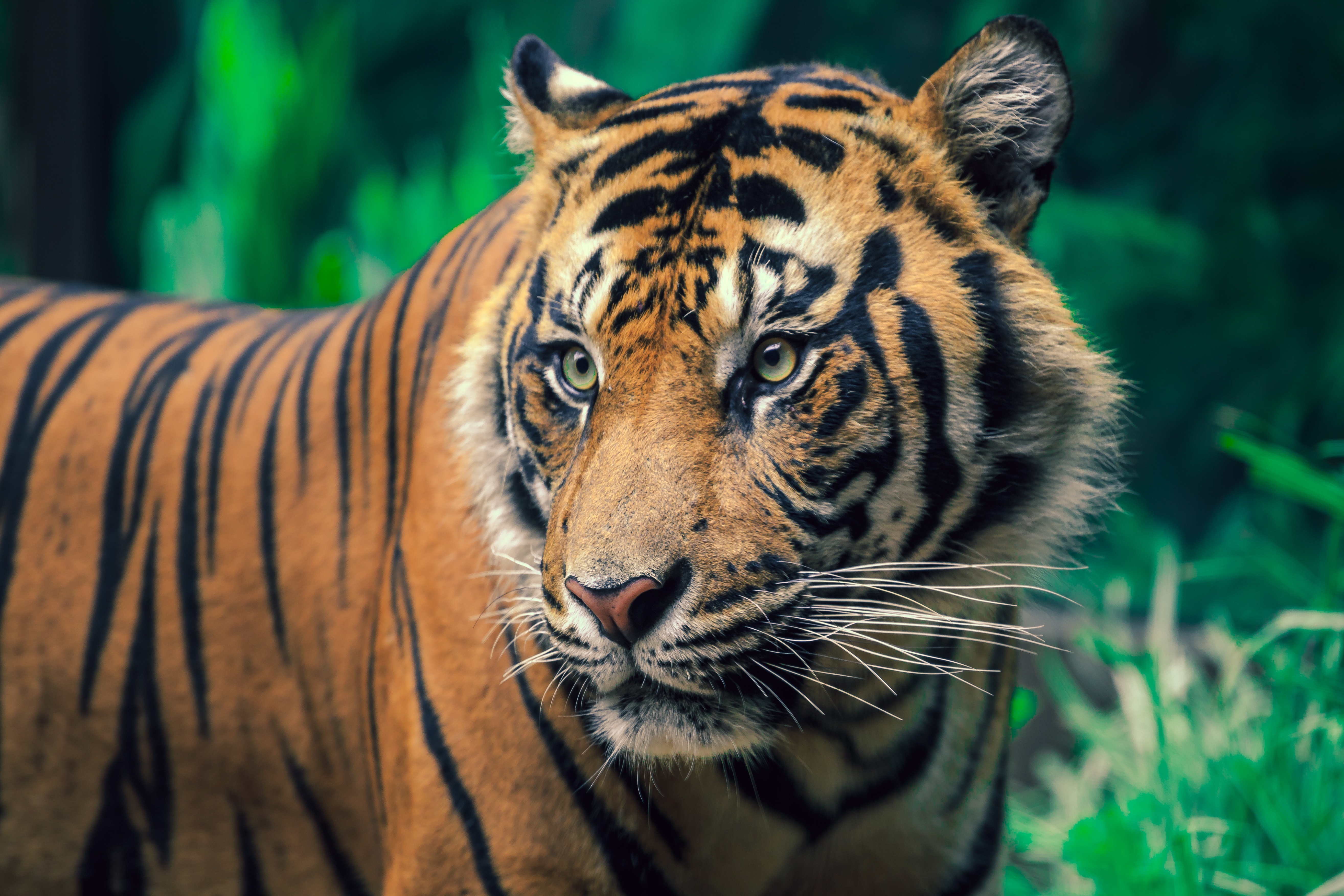 Tiger HD Wallpaper