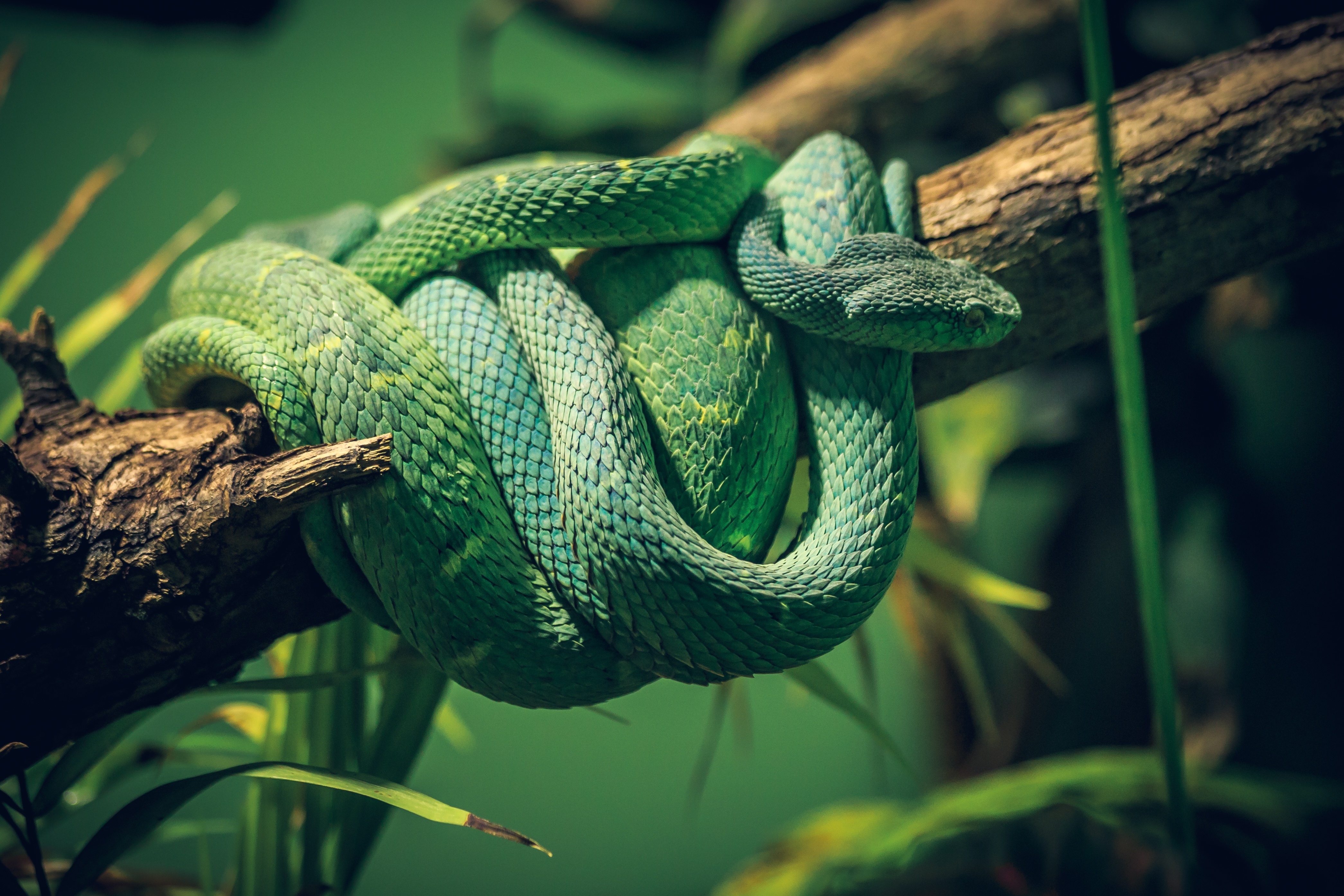 Green snake coiled on a branch HD Wallpaper