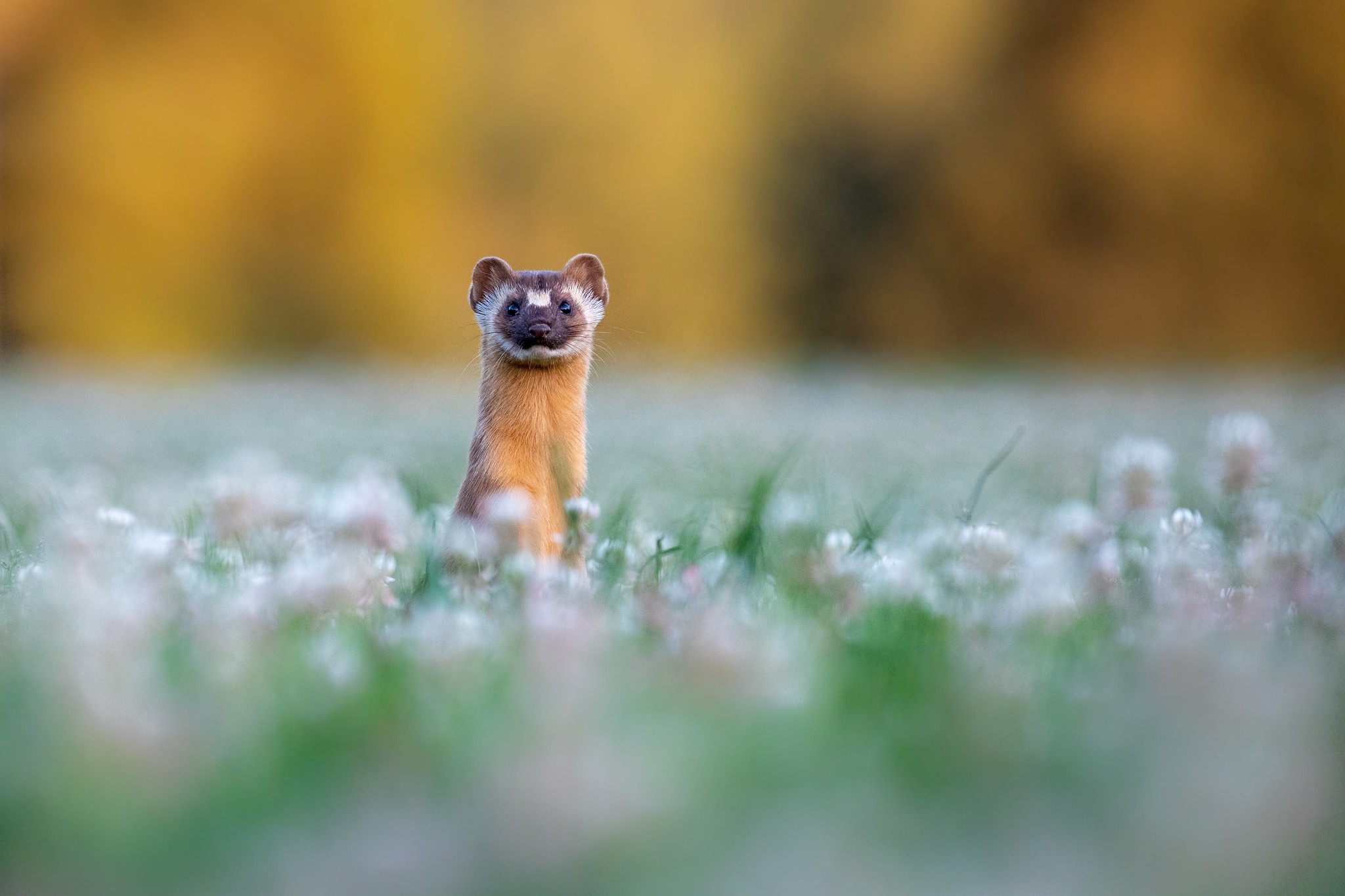 Weasel in a field of flowers HD Wallpaper