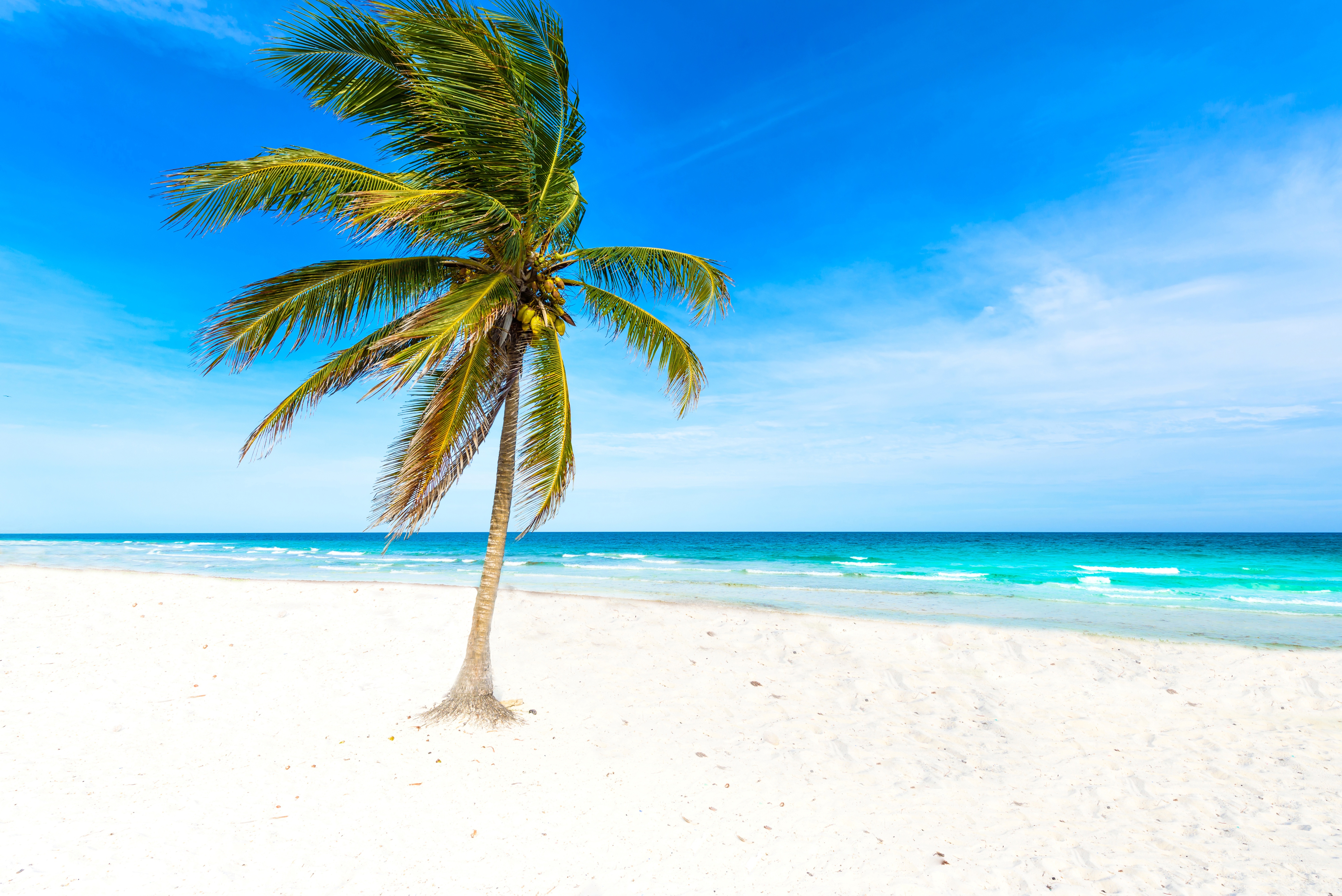 Palm Tree on a White Sand Beach HD Wallpaper