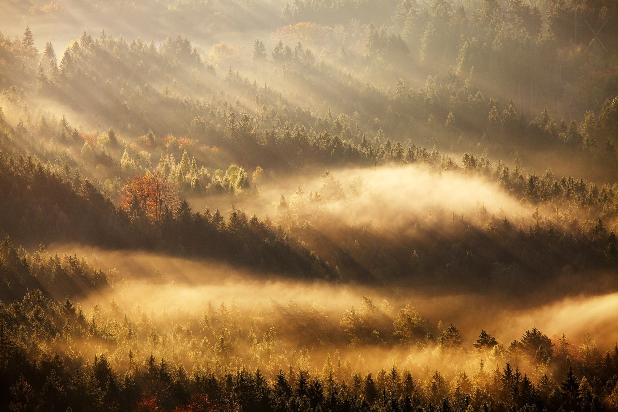 Sunbeams through misty forest canopy HD Wallpaper