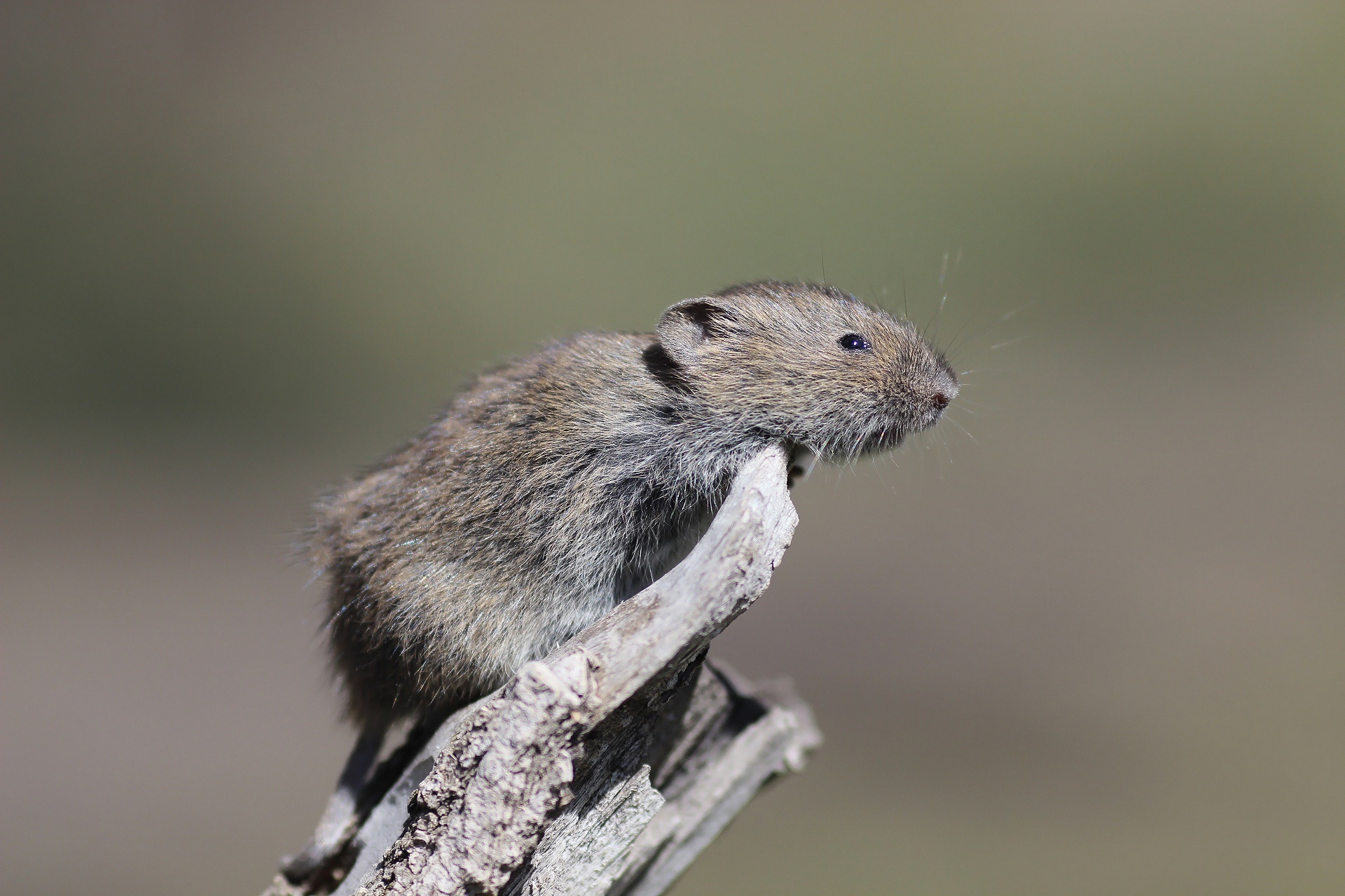 A small mouse perched on a branch HD Wallpaper