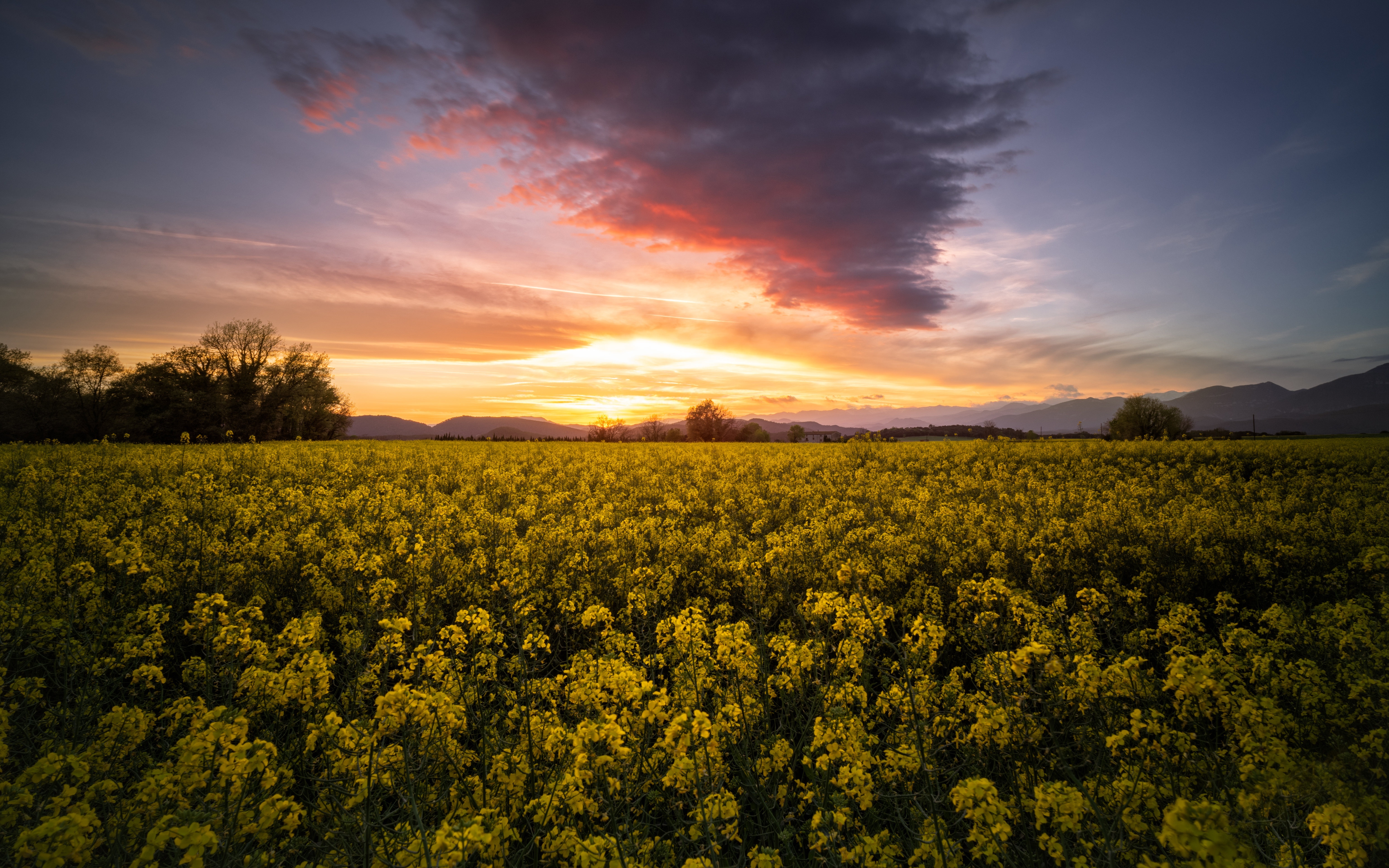 Field of Yellow Flowers at Sunset HD Wallpaper