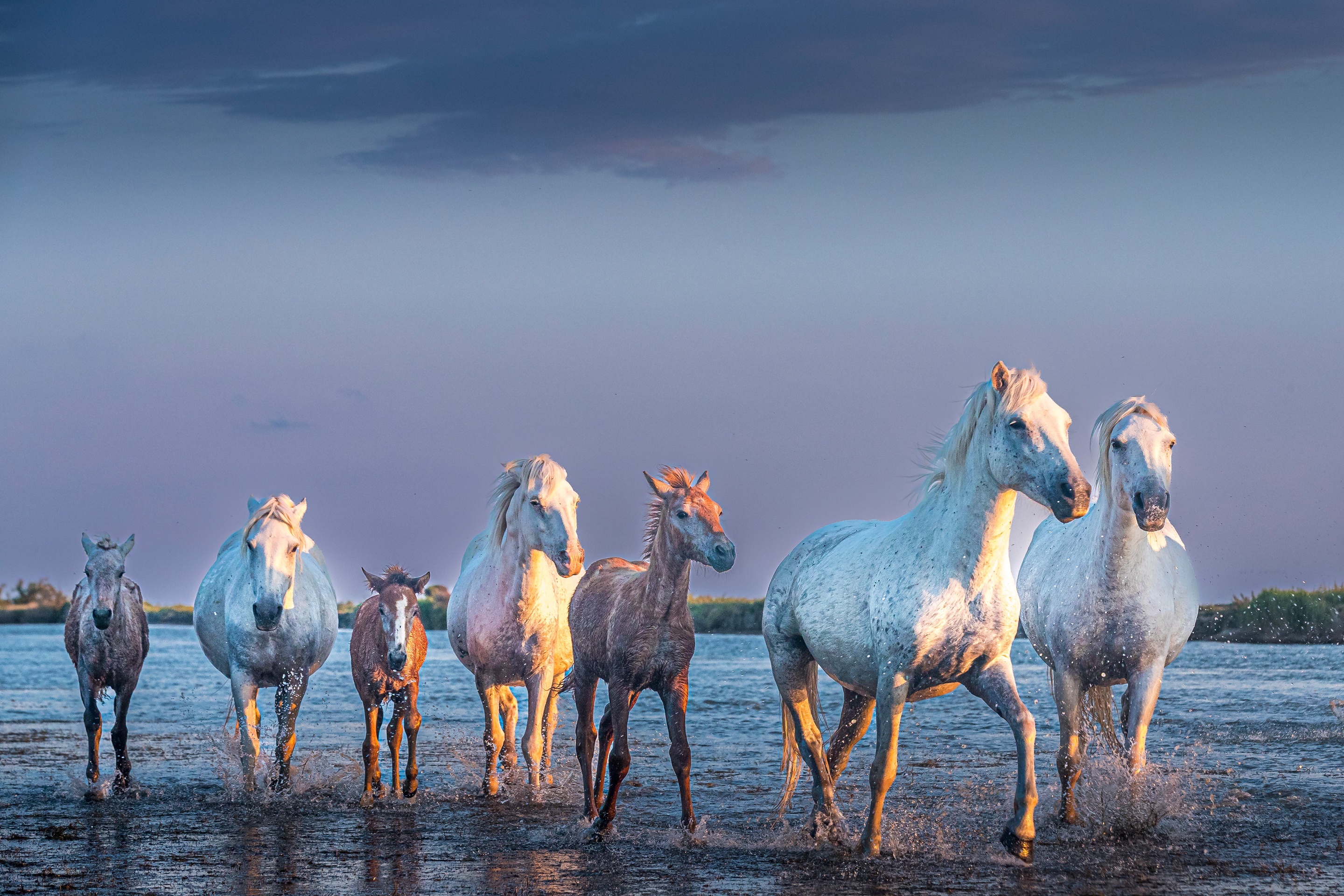 Herd of horses running through water at sunset HD Wallpaper