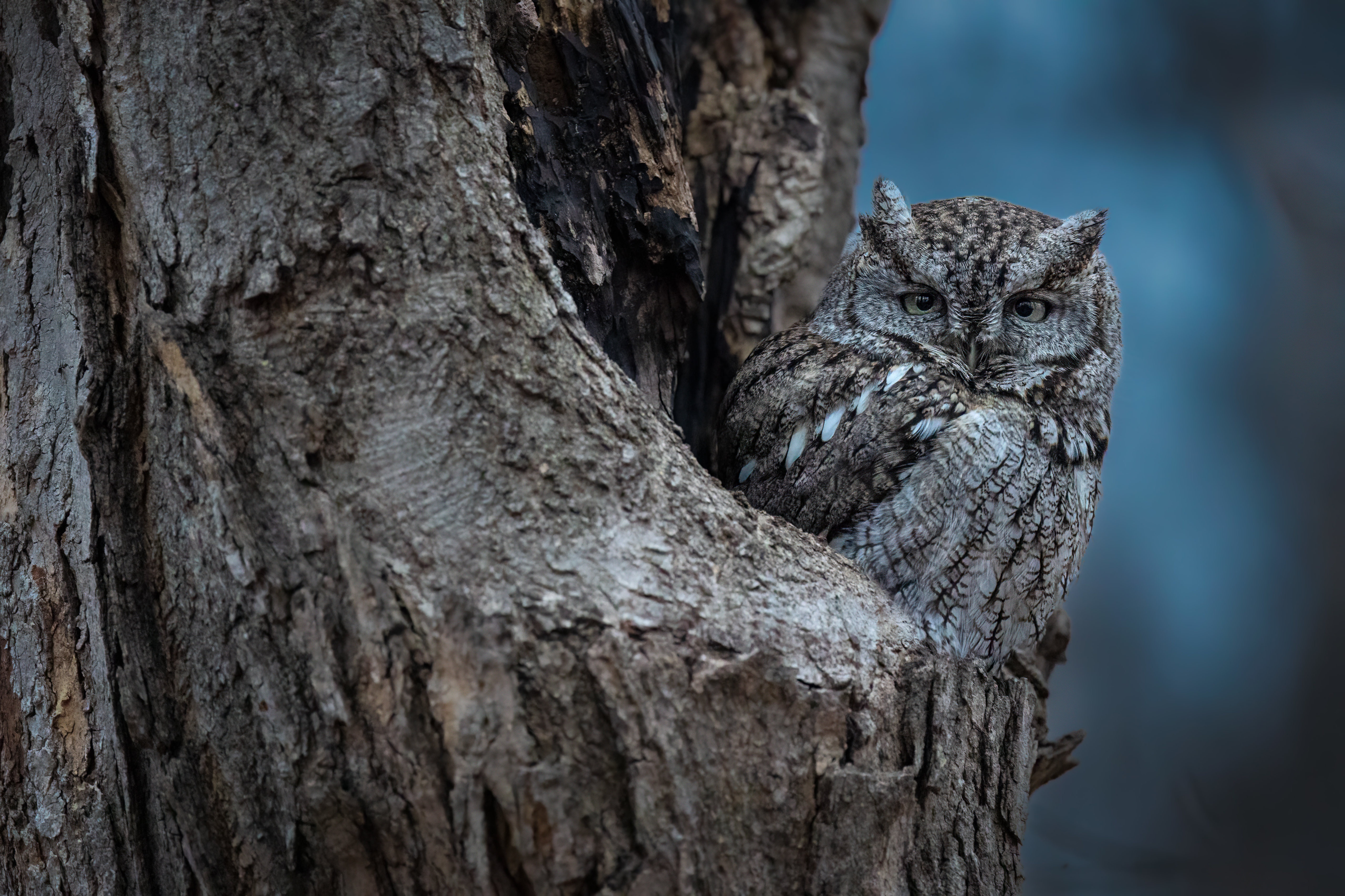 Eastern Screech Owl in a Tree HD Wallpaper