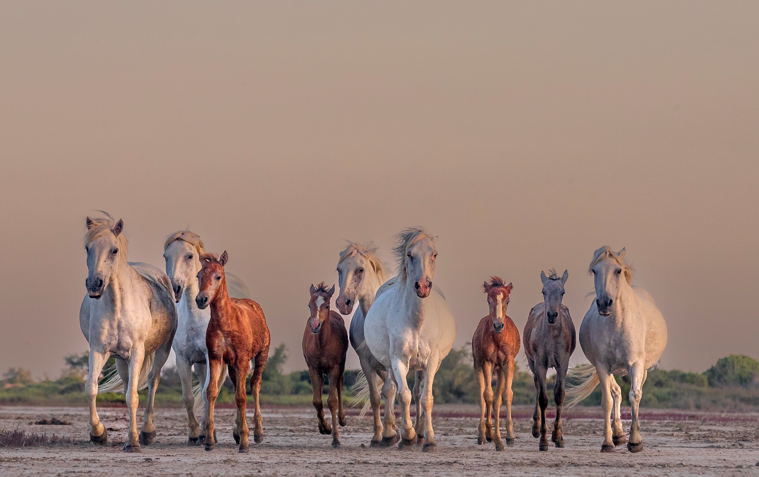 Herd of horses running on a beach HD Wallpaper