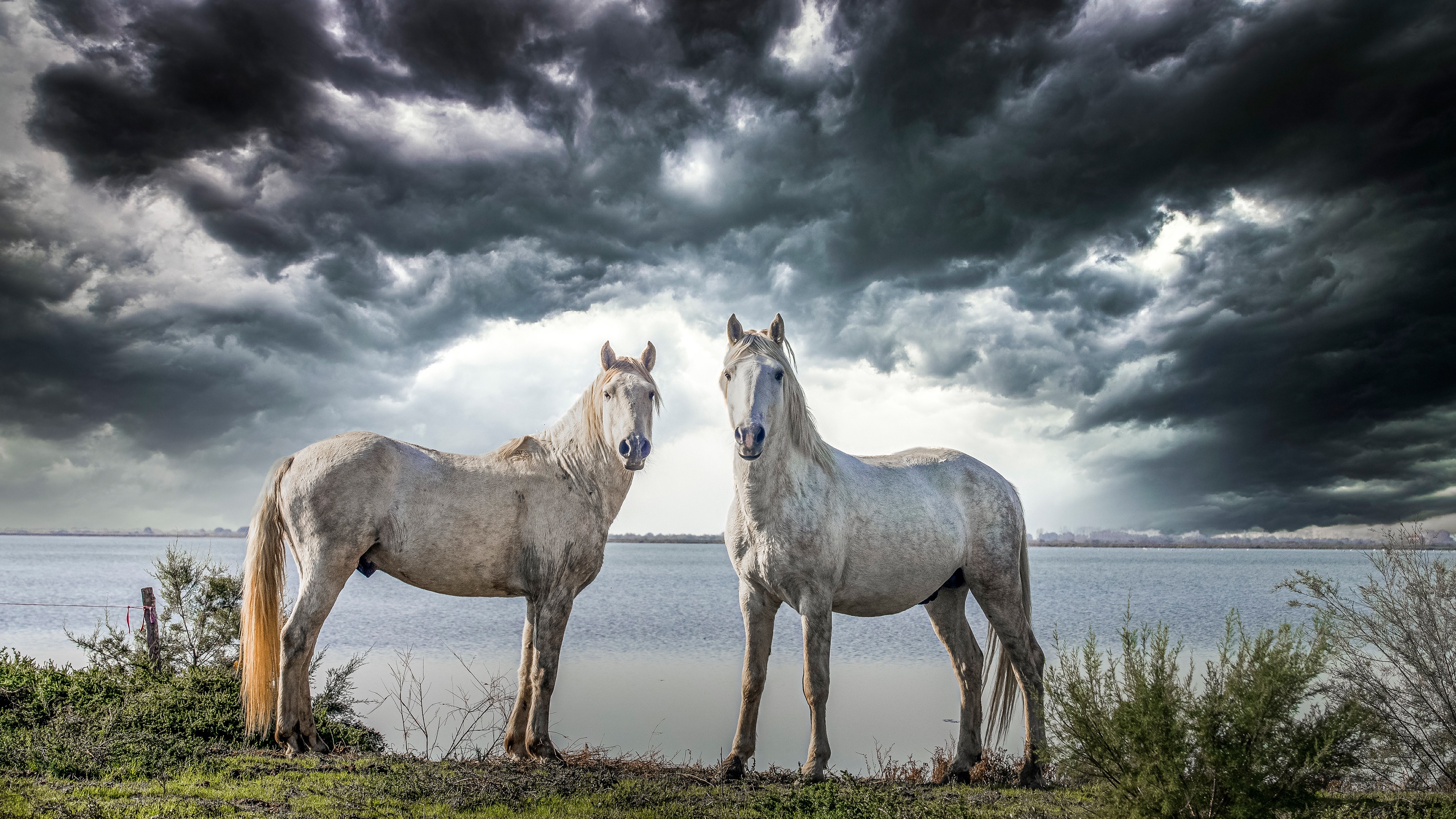 Two white horses in front of a stormy sky HD Wallpaper