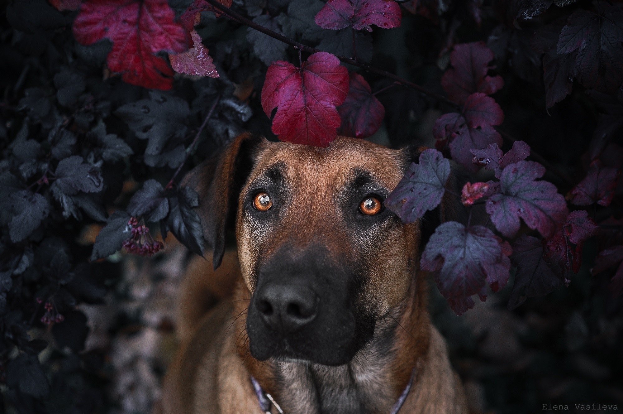 Dog with amber eyes among dark leaves HD Wallpaper