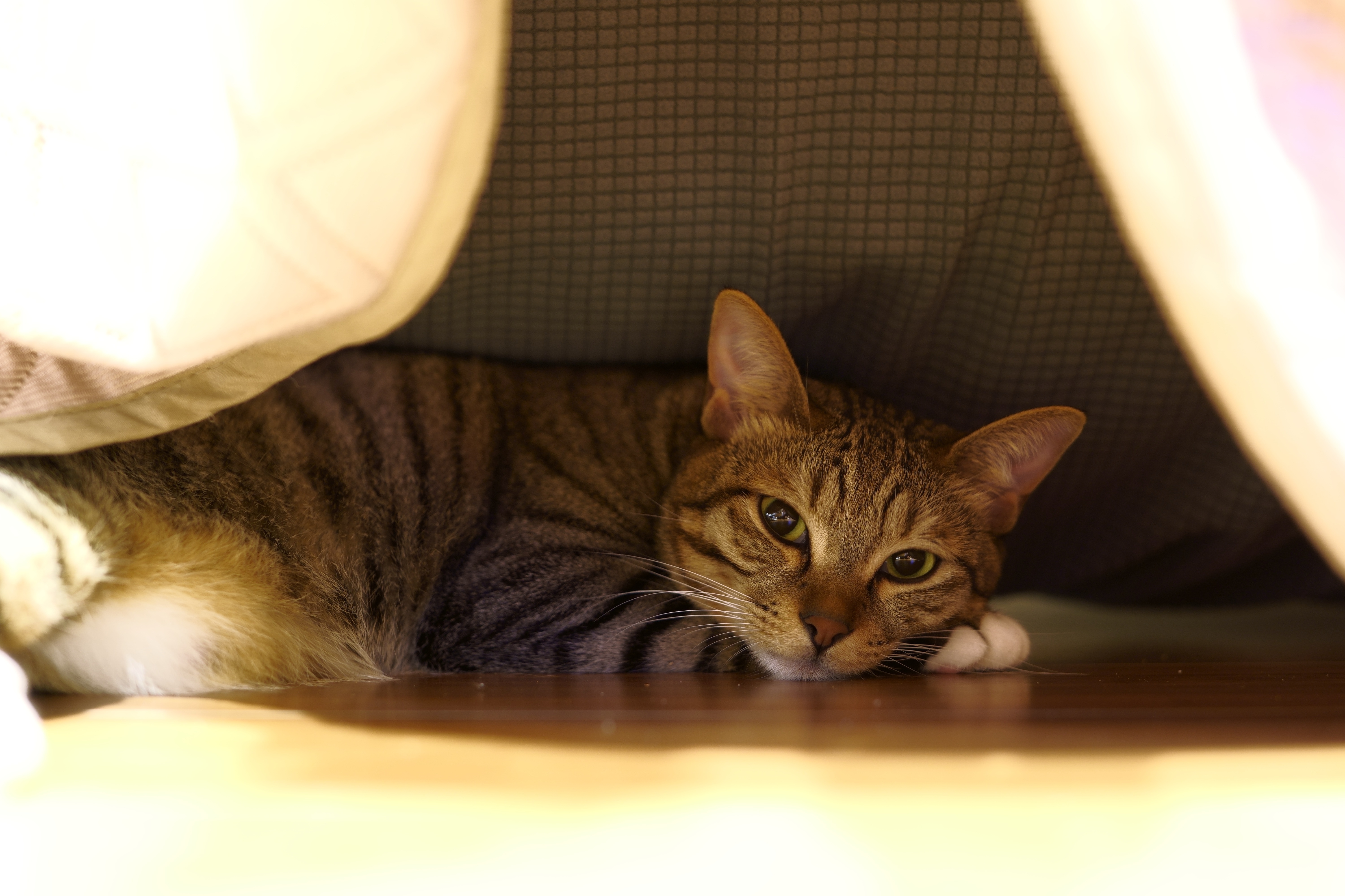 Tabby cat lying under a blanket HD Wallpaper