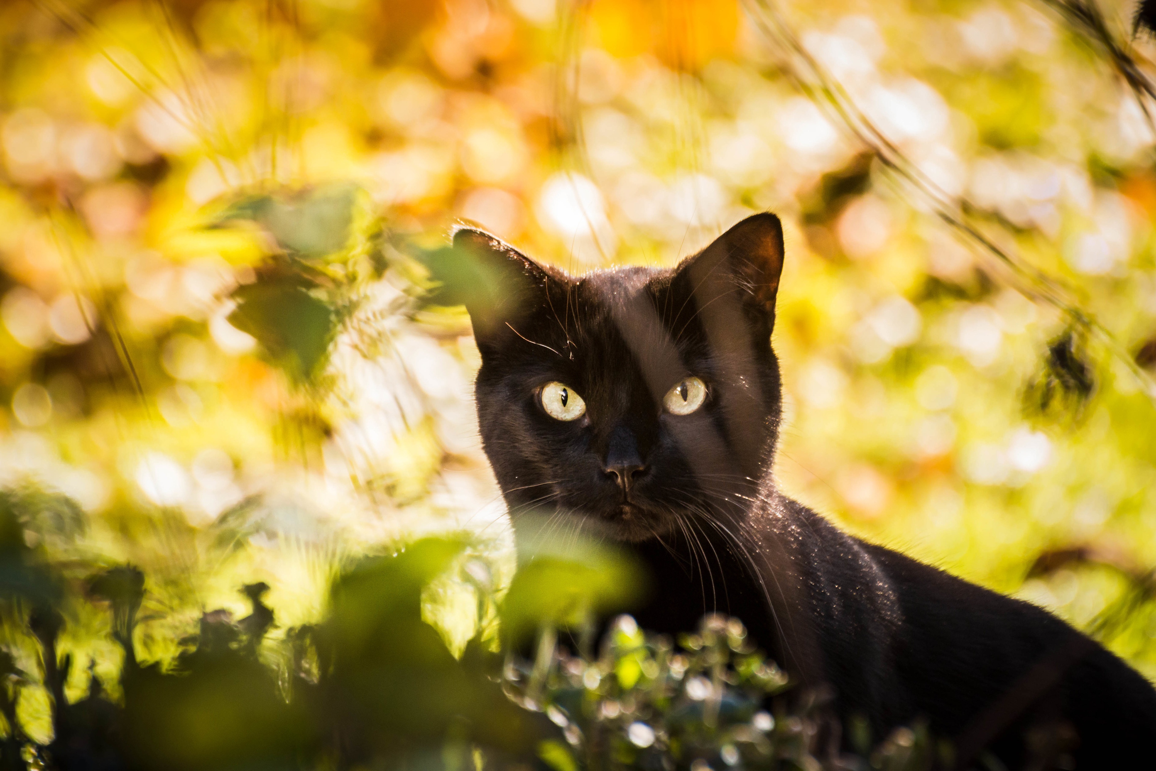 Black cat with green eyes in foliage HD Wallpaper