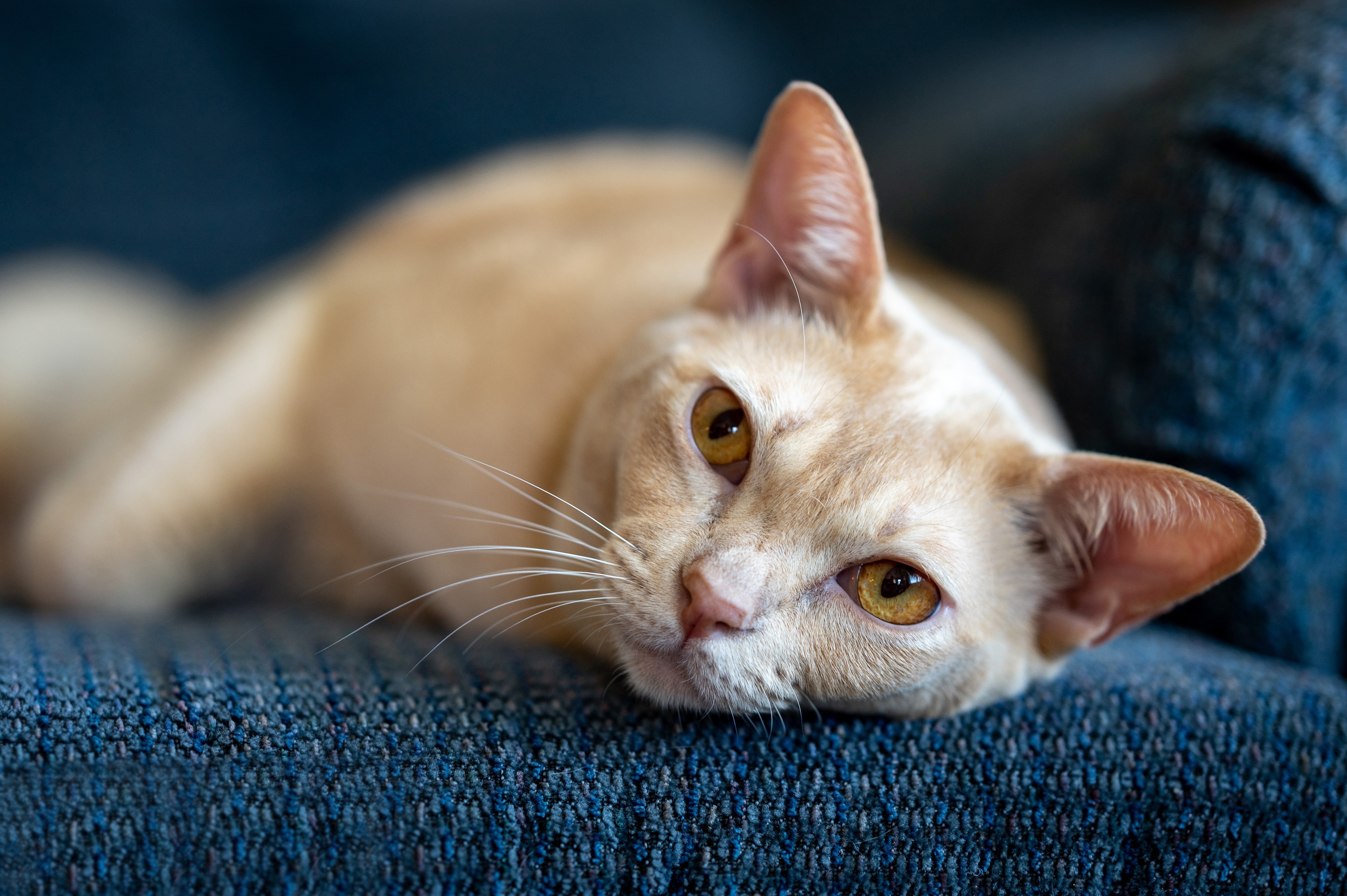 Cream colored cat lying on blue couch HD Wallpaper