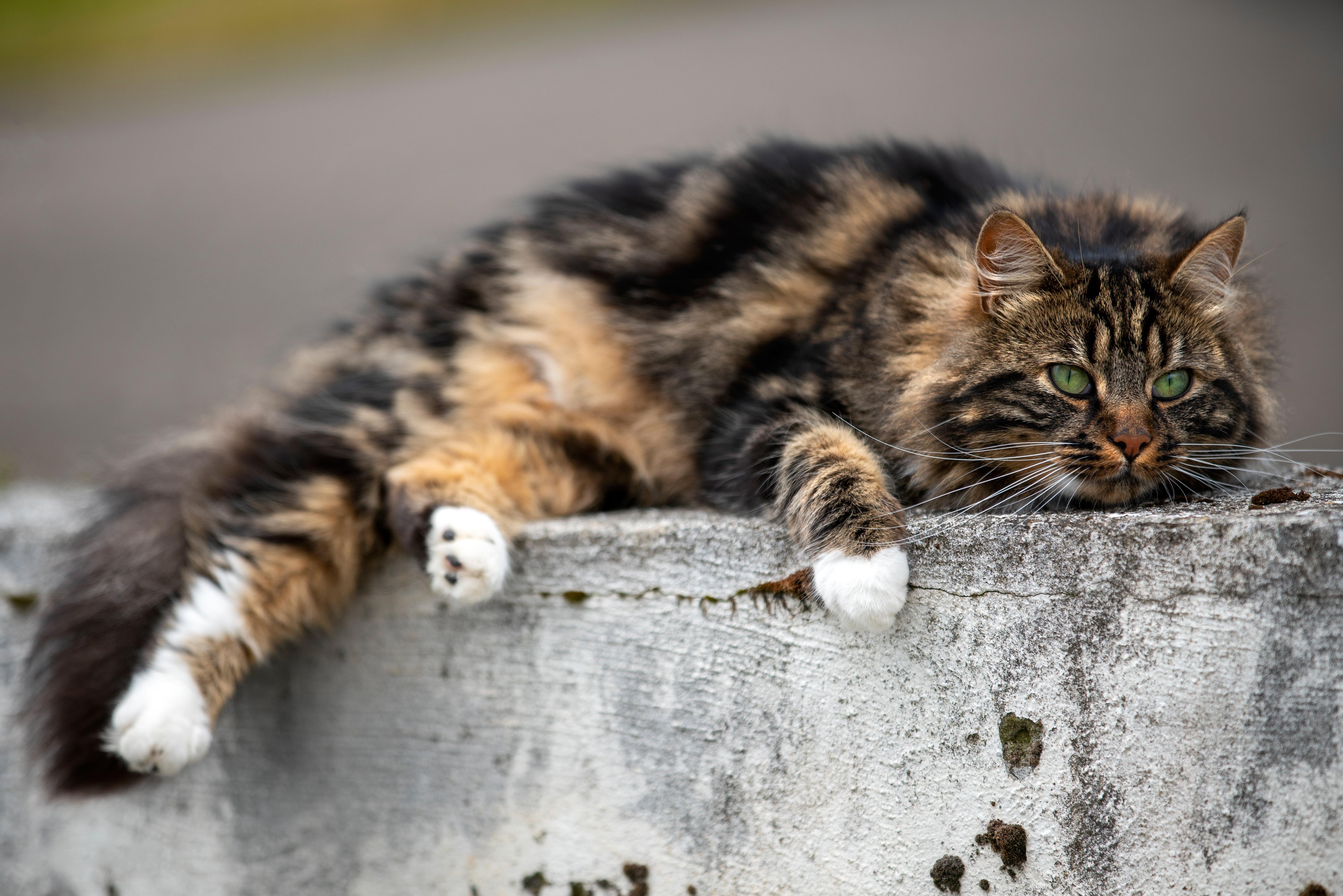 Fluffy tabby cat with green eyes resting on concrete HD Wallpaper