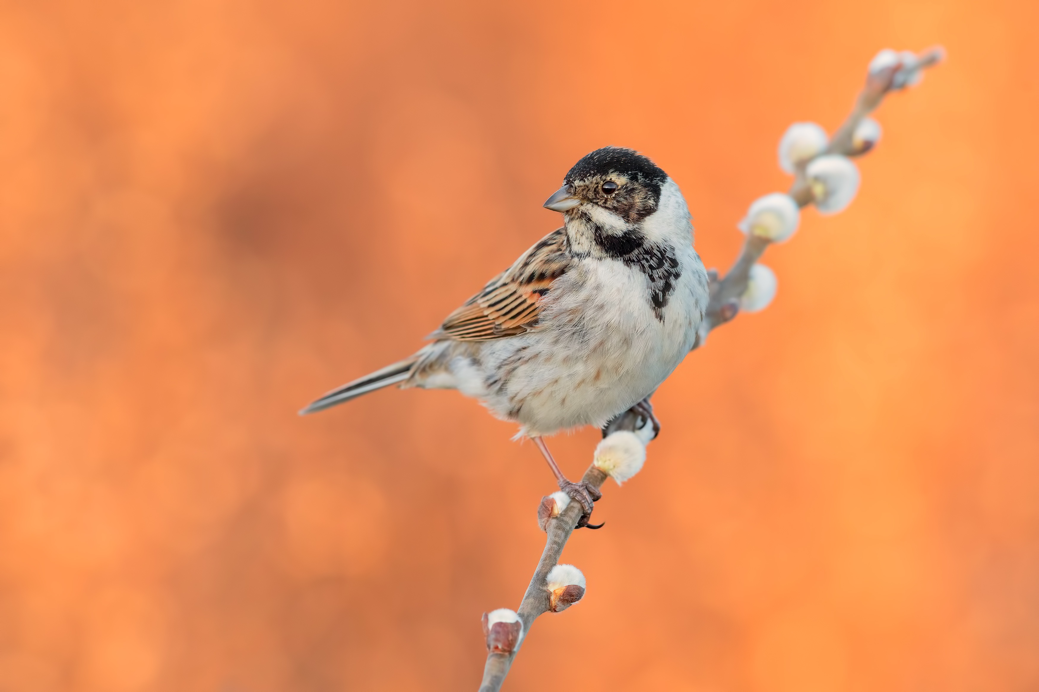 Reed Bunting perched on a branch HD Wallpaper