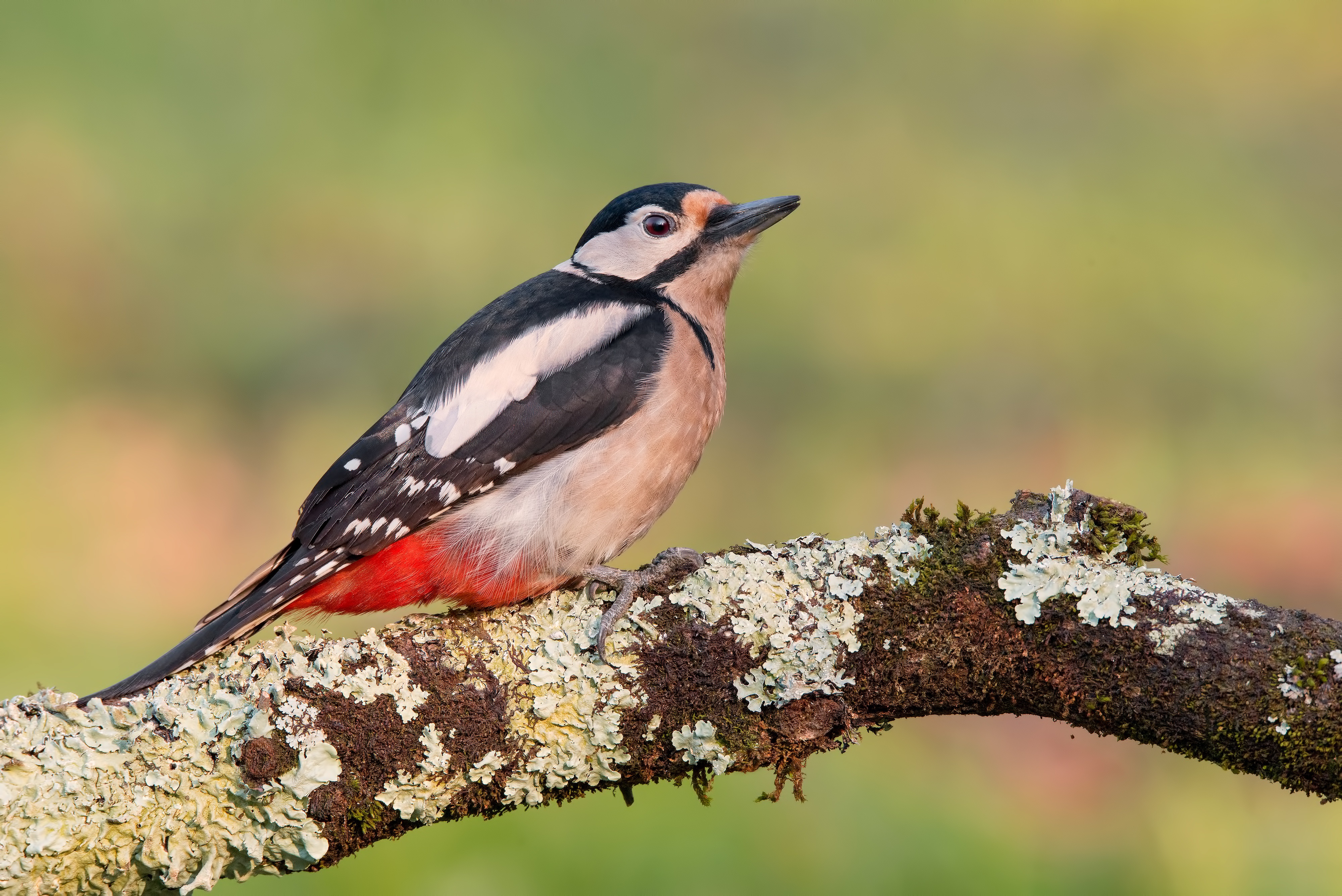 Great Spotted Woodpecker on a mossy branch HD Wallpaper