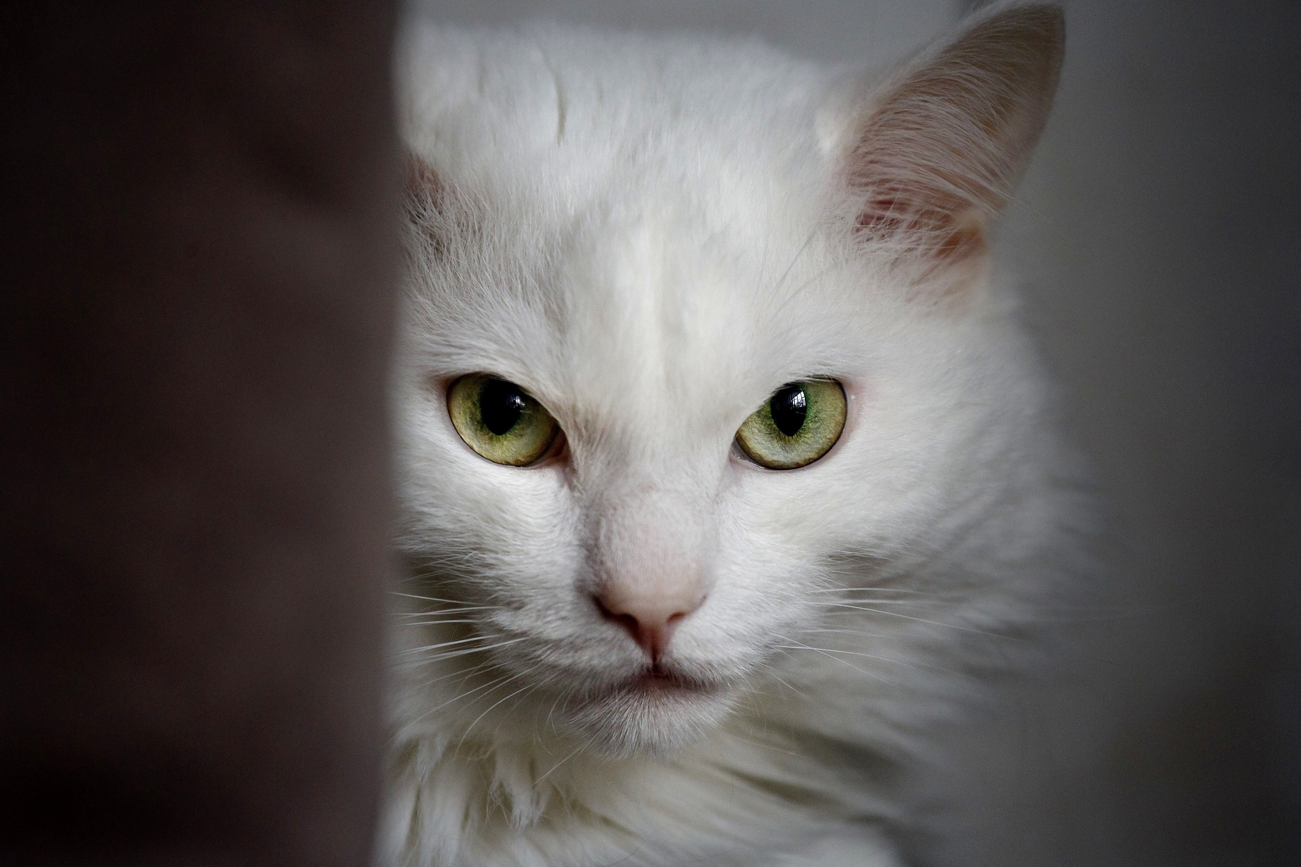 Close-up of a white cat with green eyes HD Wallpaper