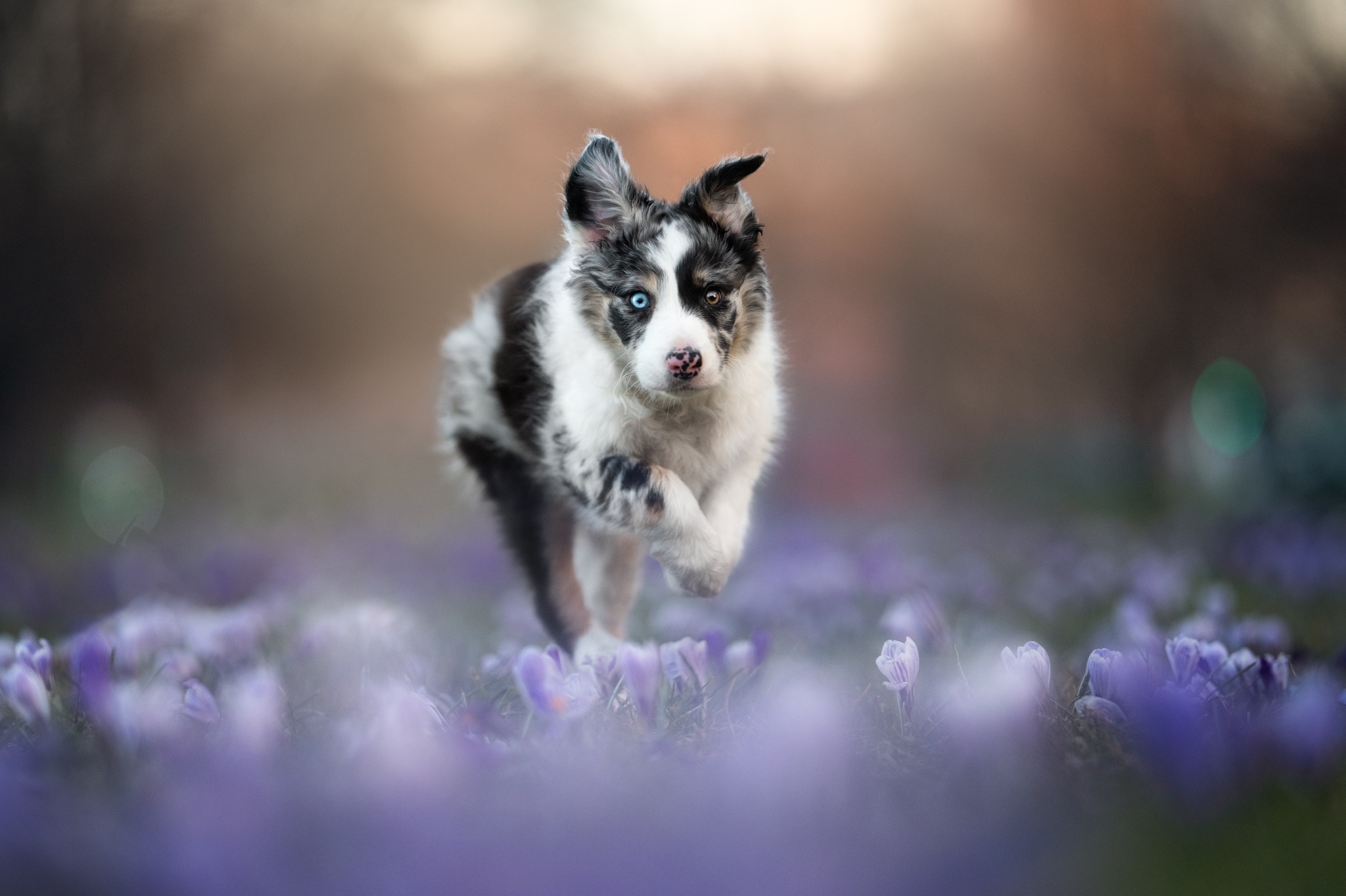 Puppy running through purple flowers HD Wallpaper