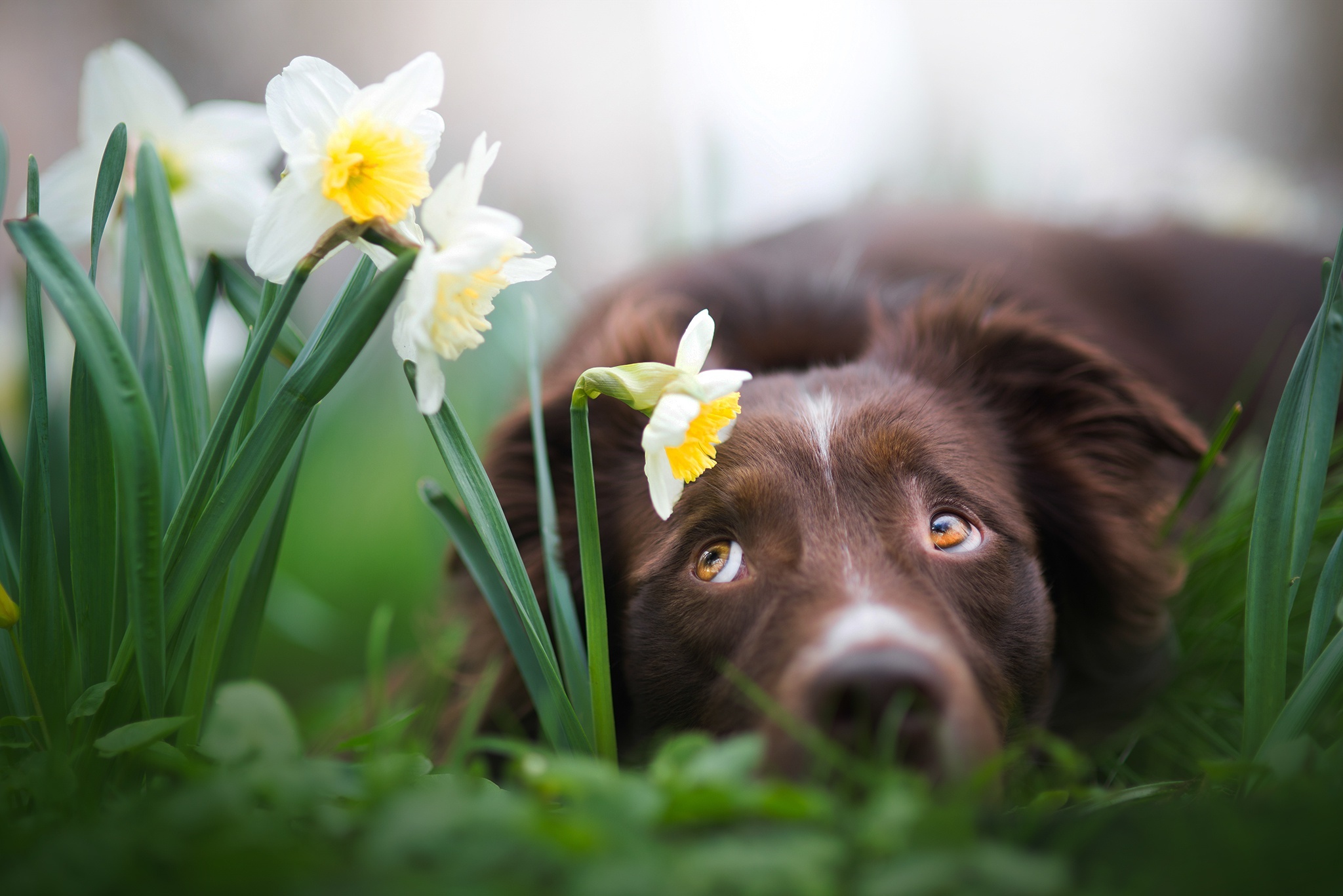 Brown dog lying in grass with daffodils HD Wallpaper