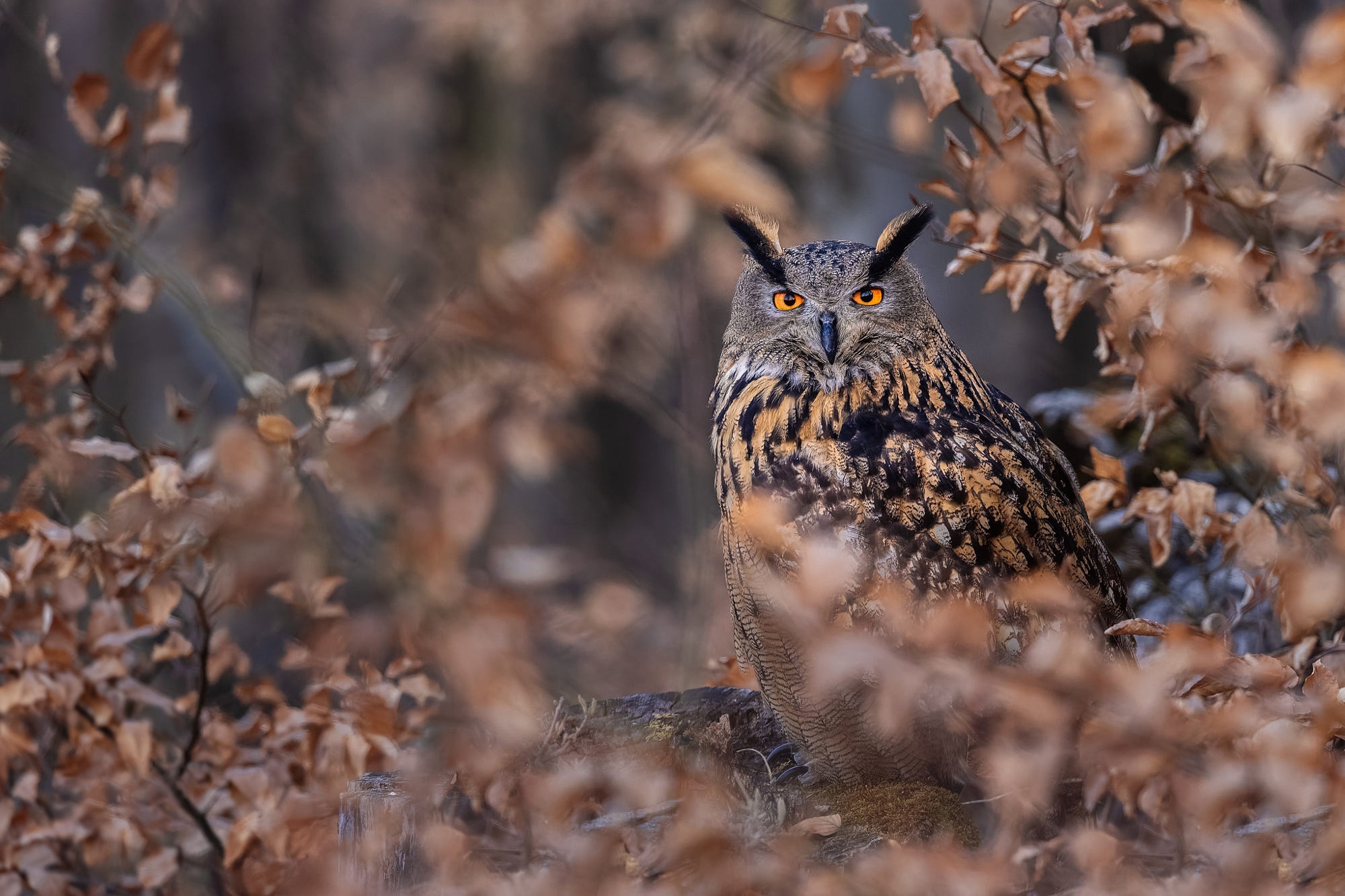 Eurasian Eagle-Owl perched among autumn leaves HD Wallpaper