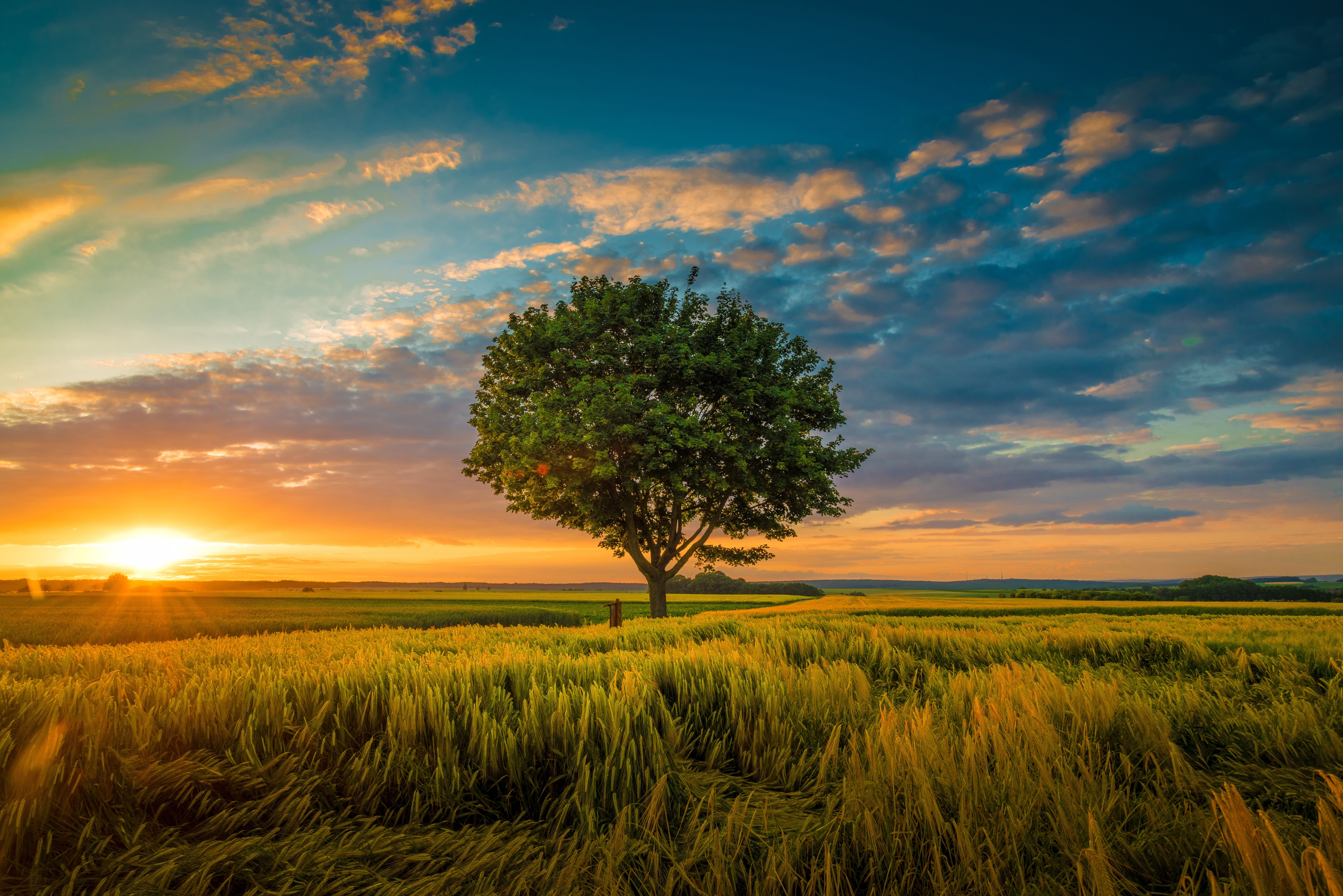 Tree in a field at sunset 4K HD Wallpaper