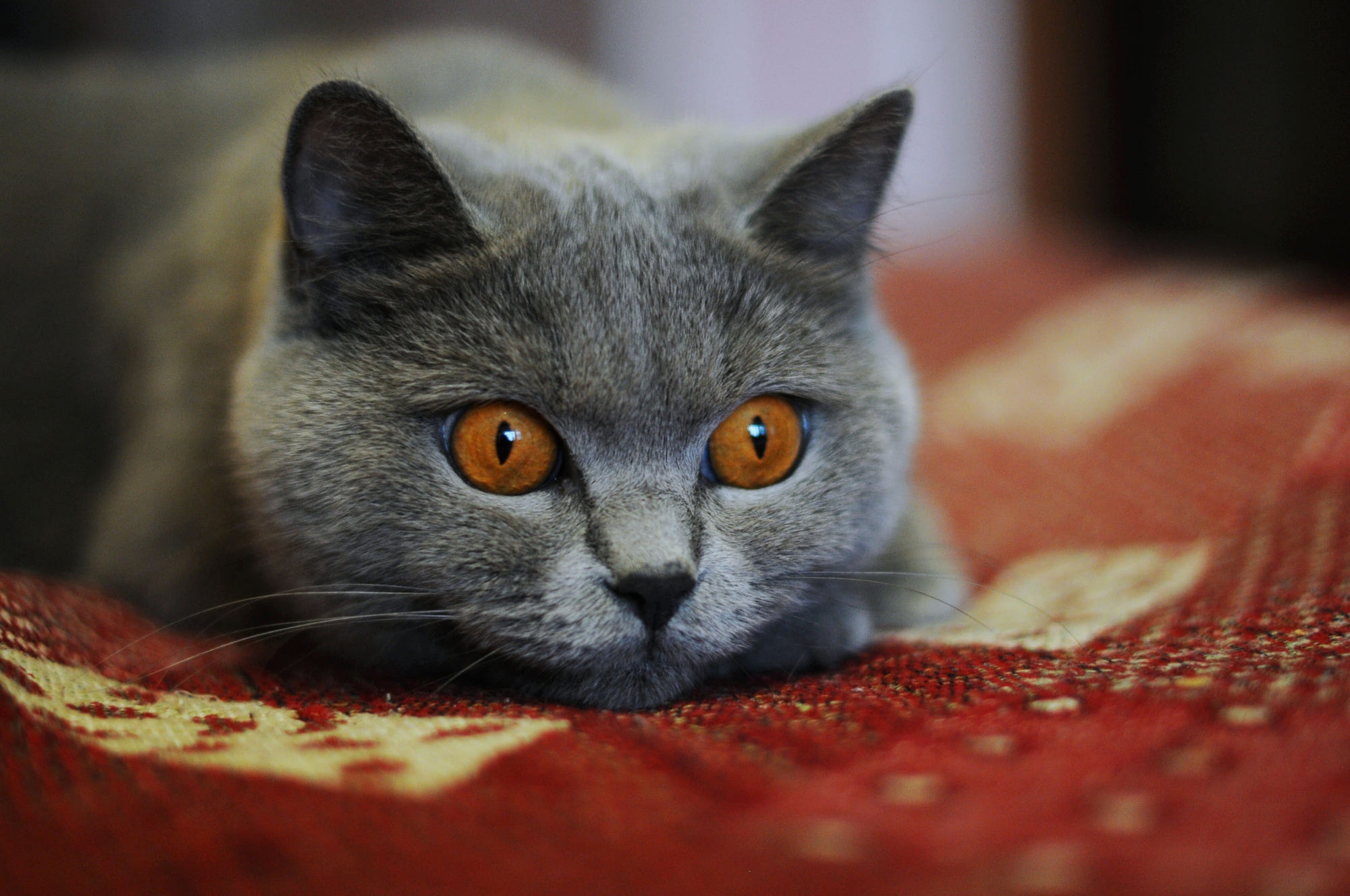 British Shorthair cat with orange eyes HD Wallpaper