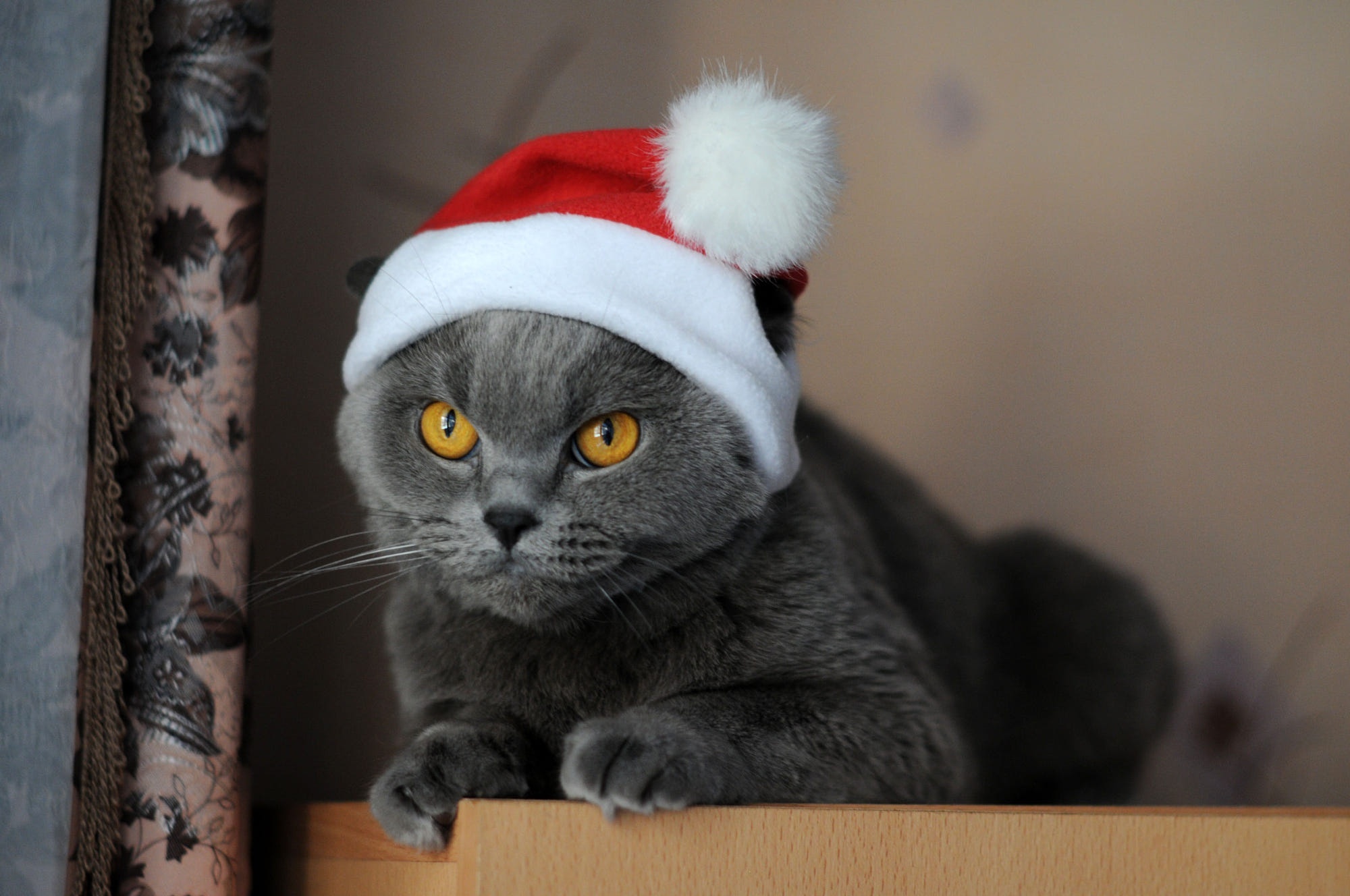 Gray cat wearing a Santa hat HD Wallpaper