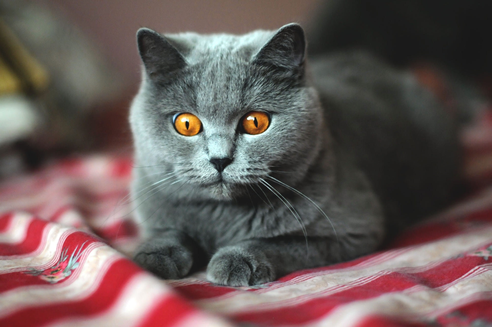 British Shorthair cat with orange eyes HD Wallpaper