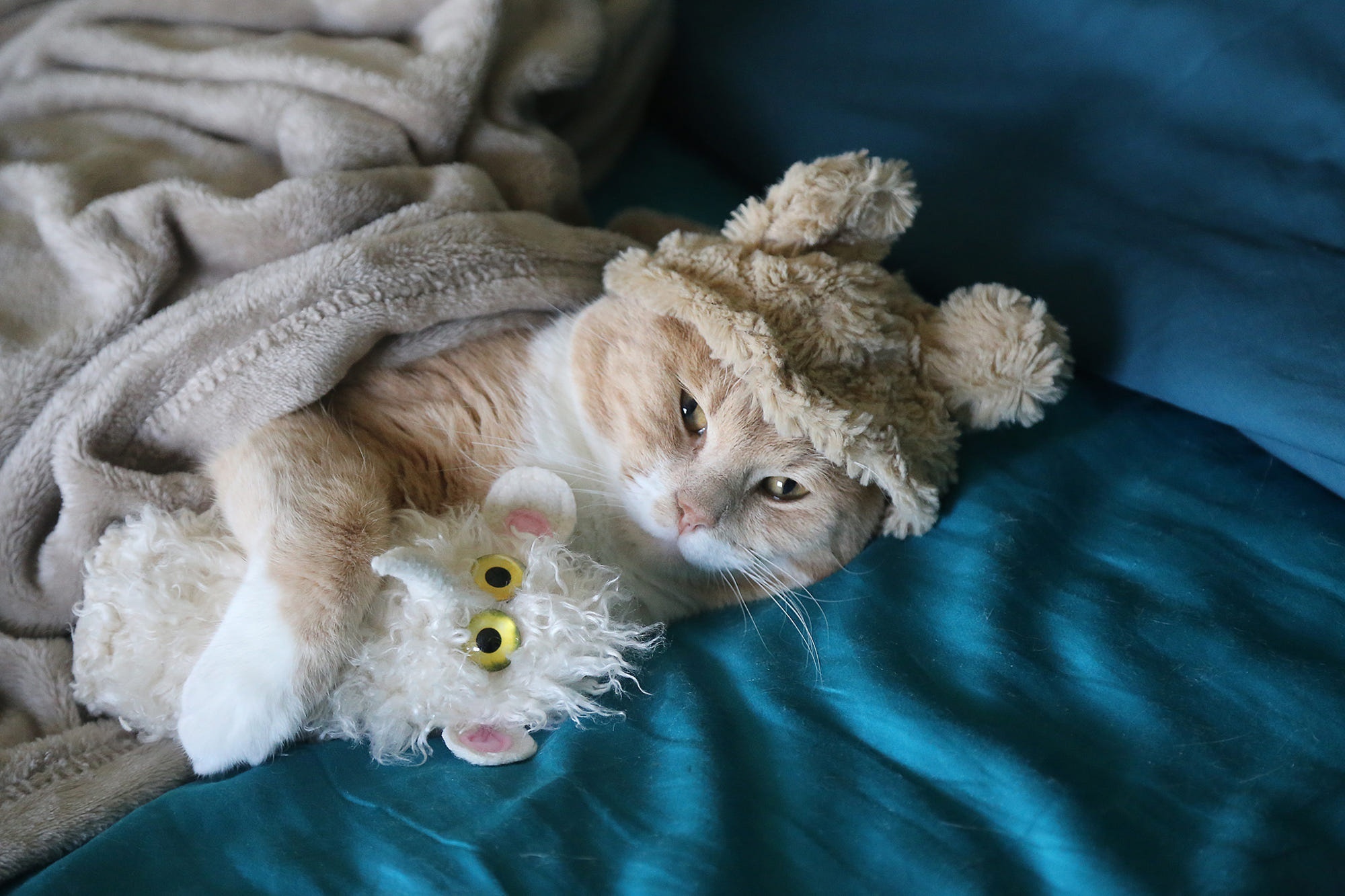 Cat wearing a bear hat with a toy HD Wallpaper