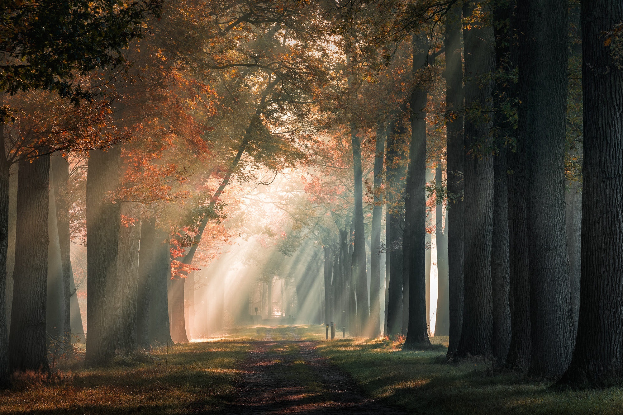 Sunbeams through trees on a forest path HD Wallpaper
