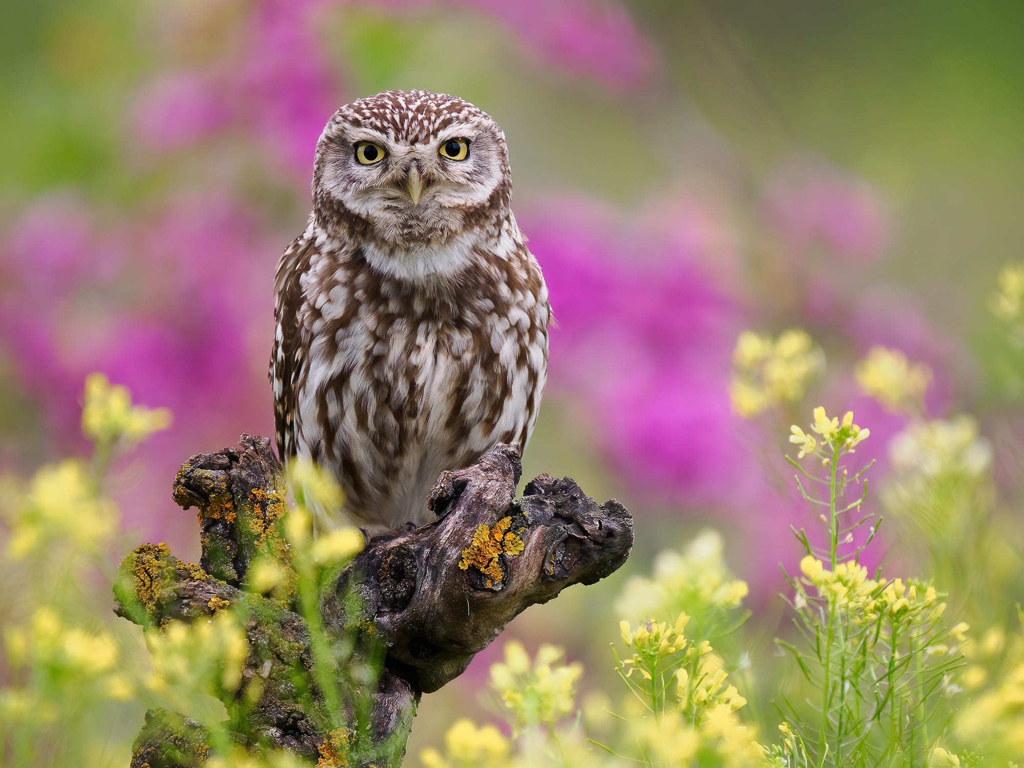 Little owl perched on a branch with flowers HD Wallpaper