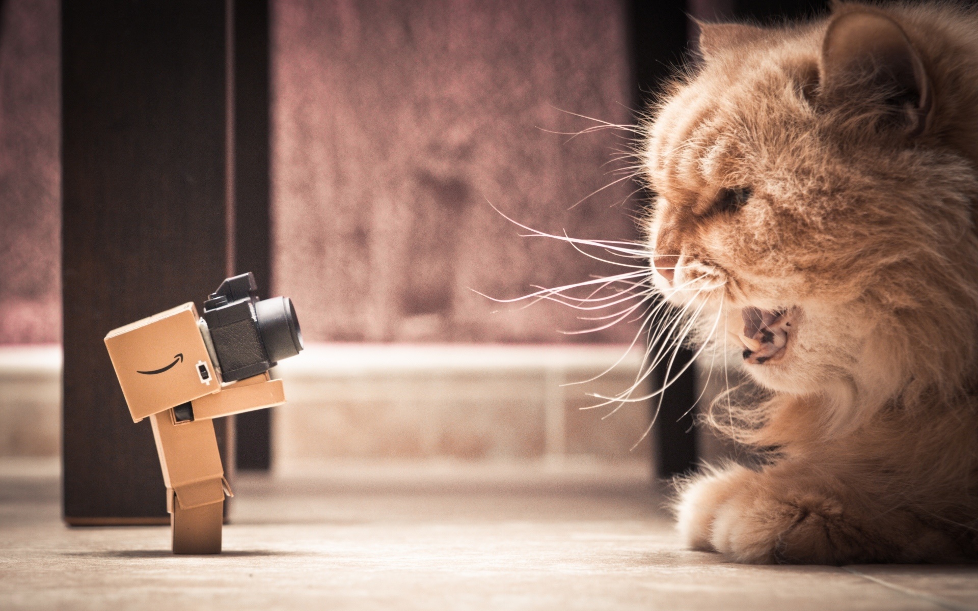 Orange cat yawns at a camera toy HD Wallpaper