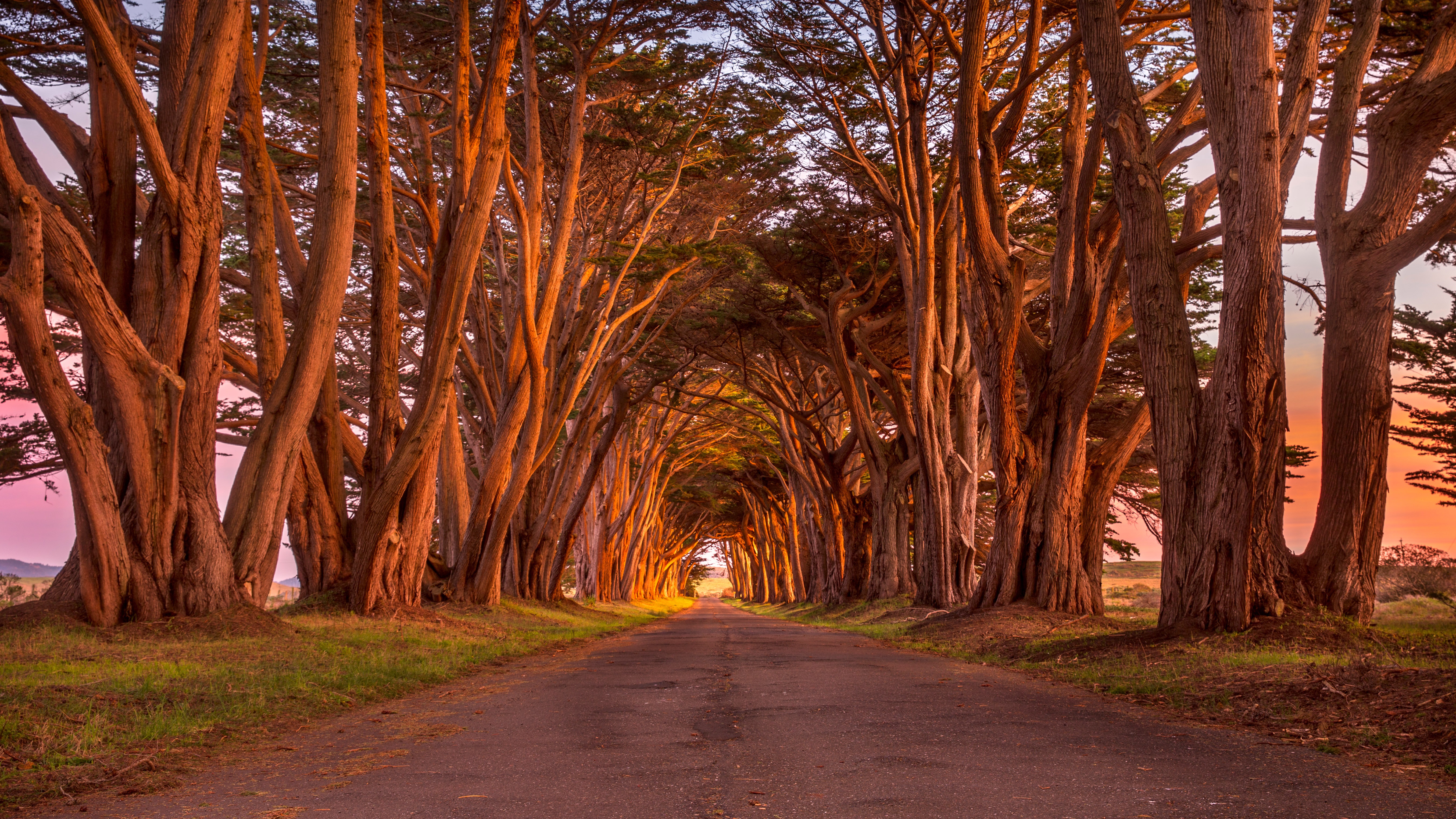 Cypress Tunnel at Point Reyes National Seashore, California HD Wallpaper