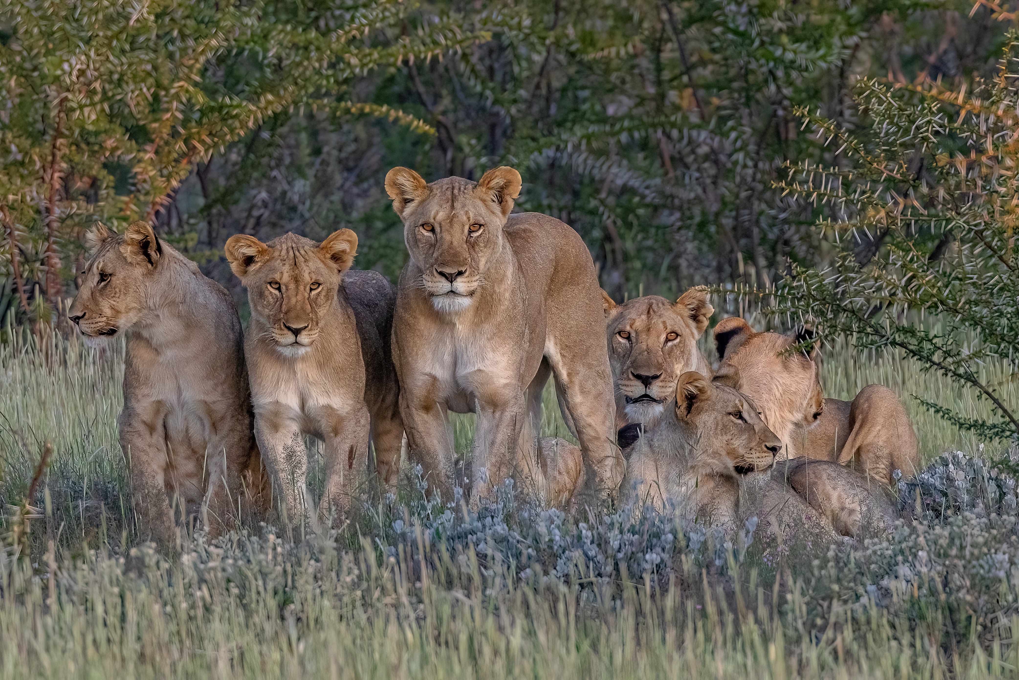 A pride of lions in a grassy field HD Wallpaper