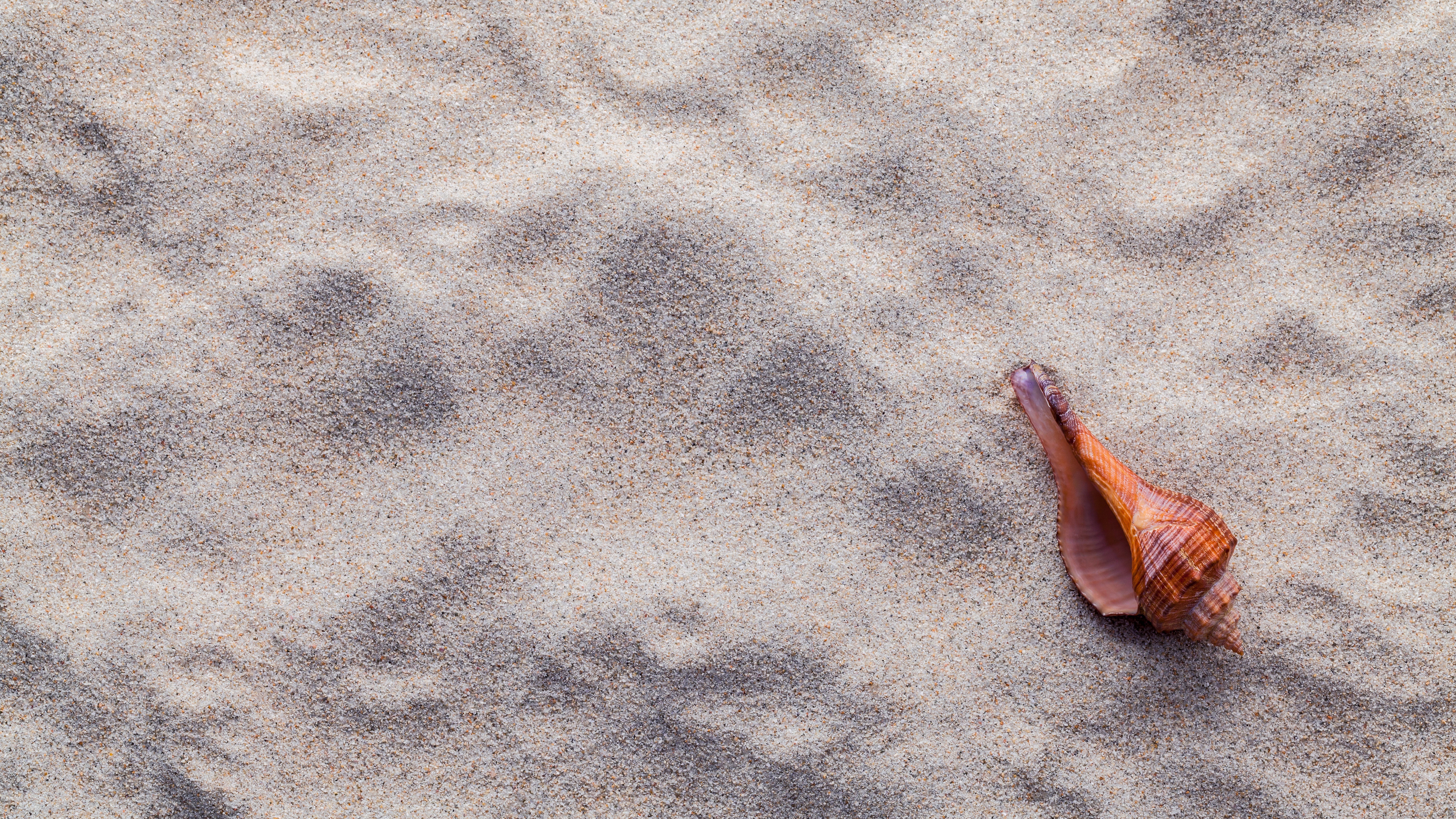 Seashell on Sand 4K HD Wallpaper