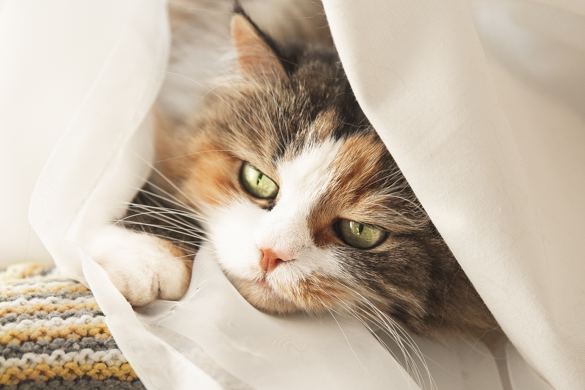 Calico cat peeking from white fabric HD Wallpaper
