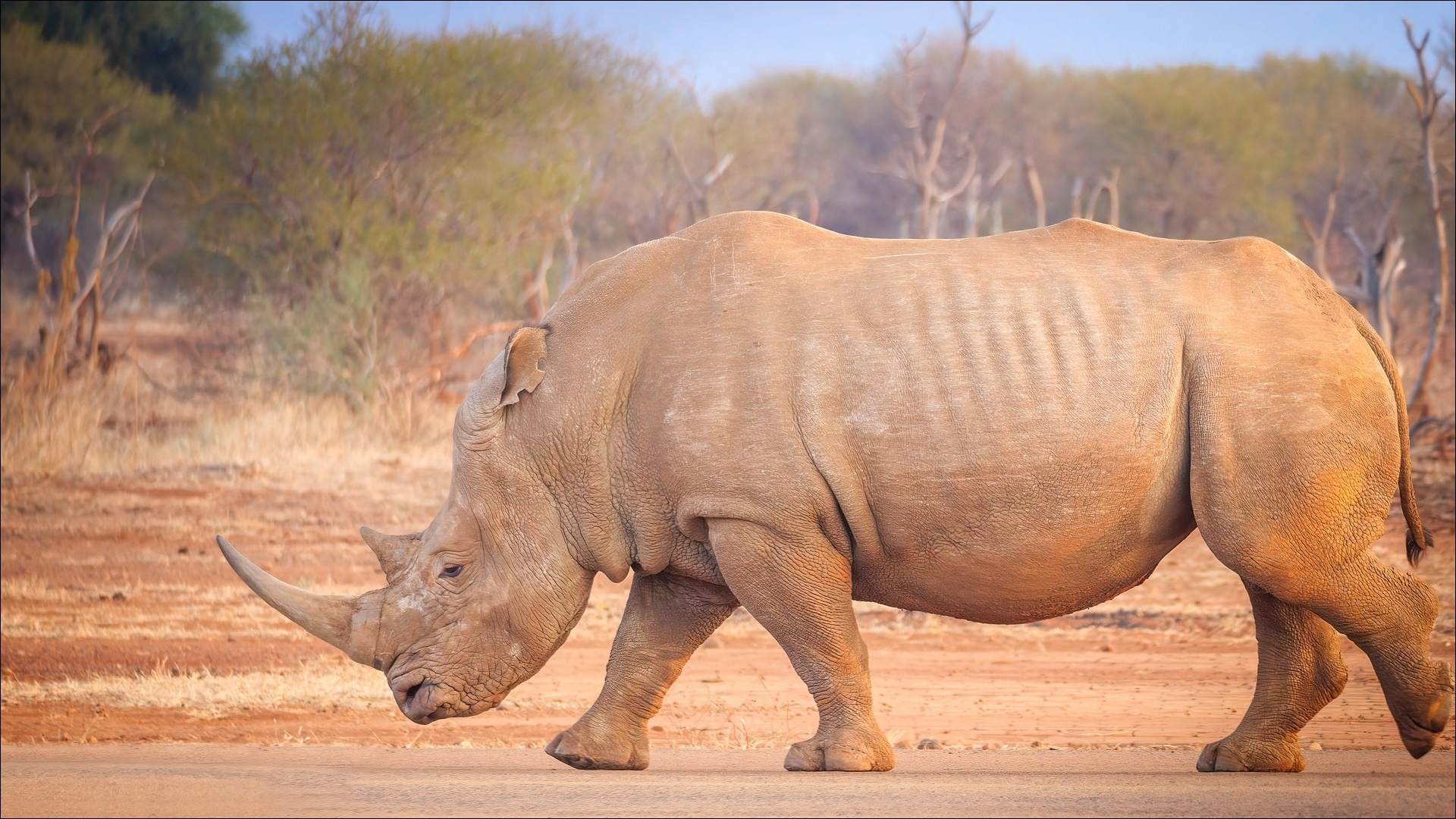 White Rhinoceros Walking in African Savanna HD Wallpaper