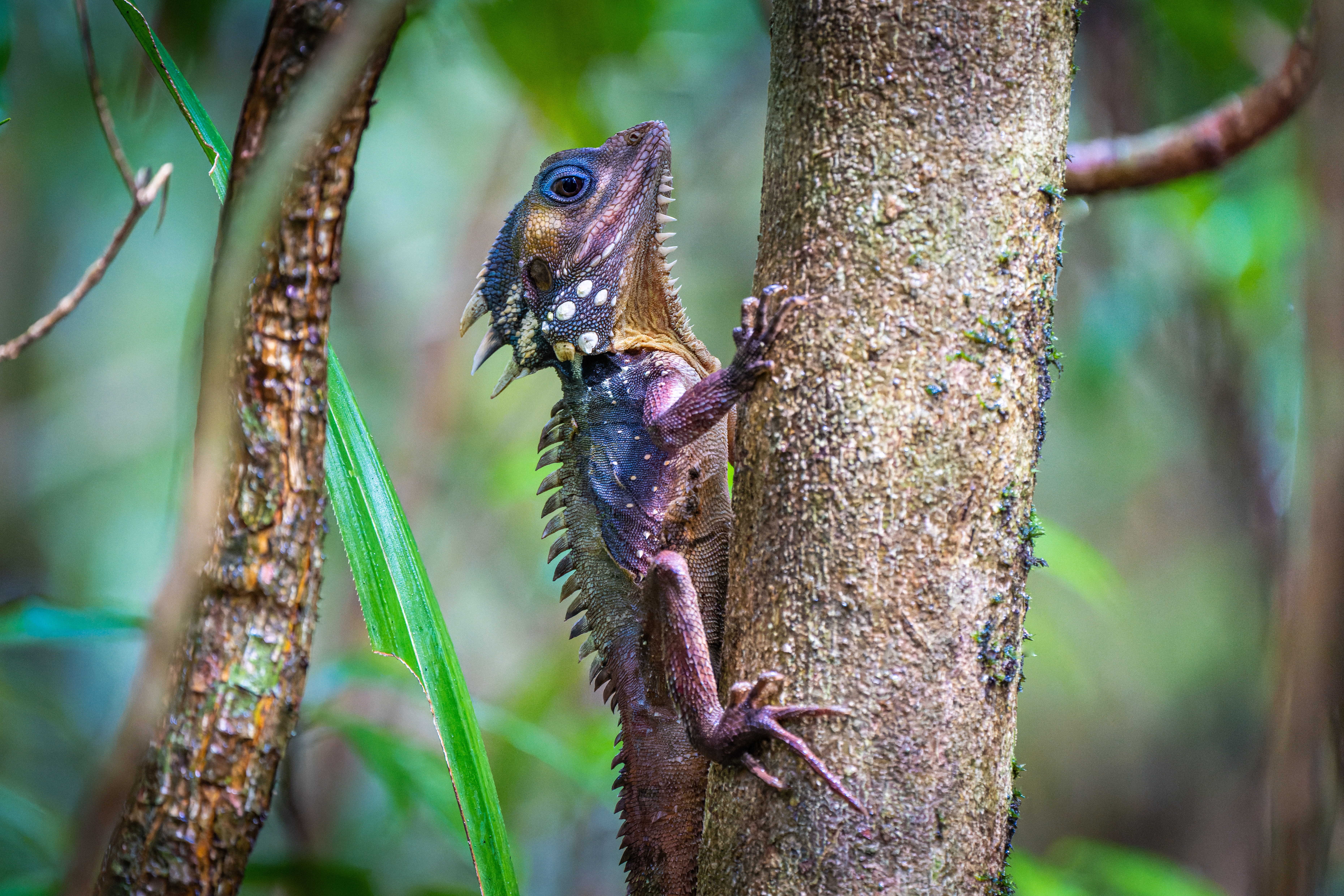 Spiny Lizard on Tree Trunk 4K HD Wallpaper