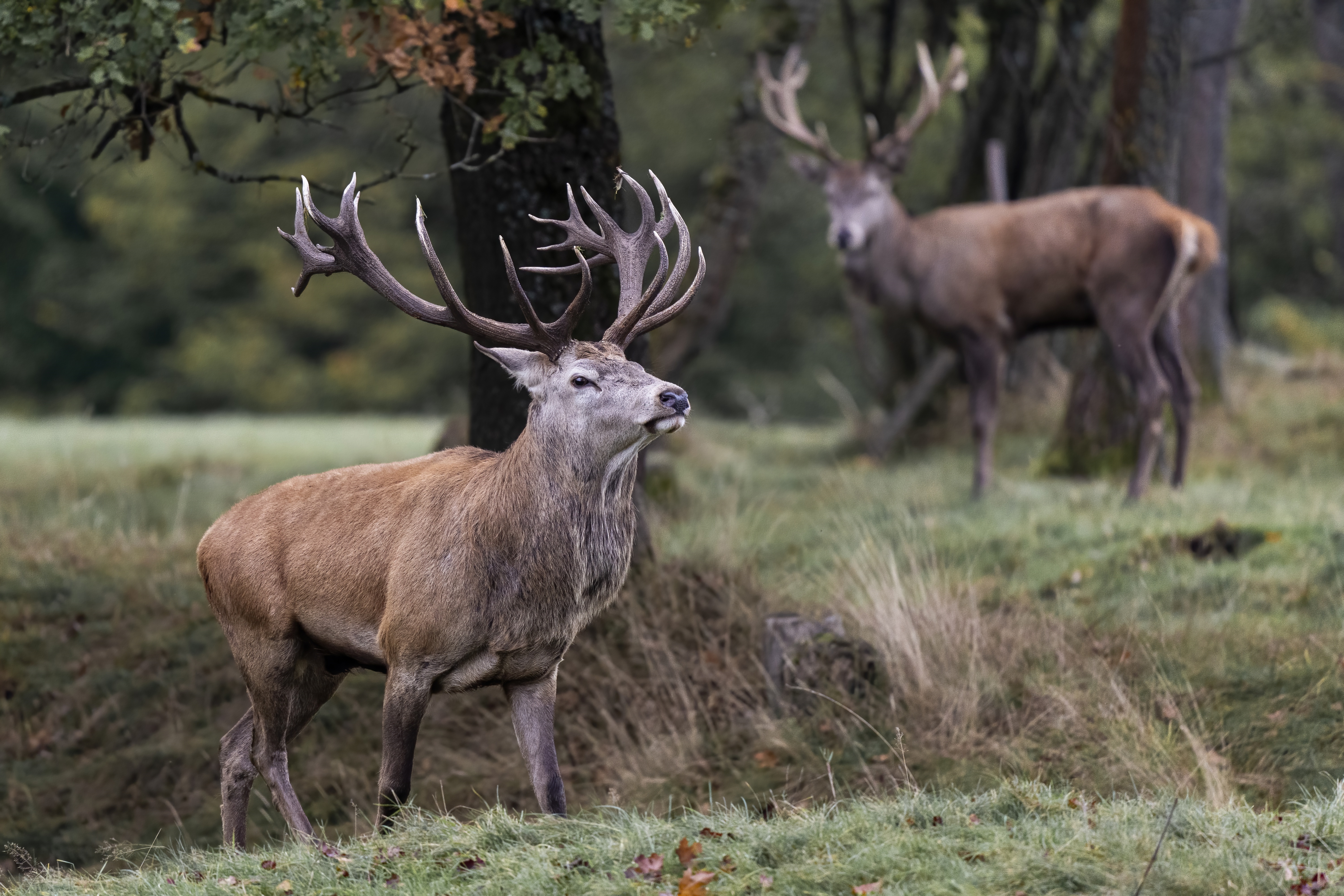 Two Red Deer Stags in a Forest HD Wallpaper