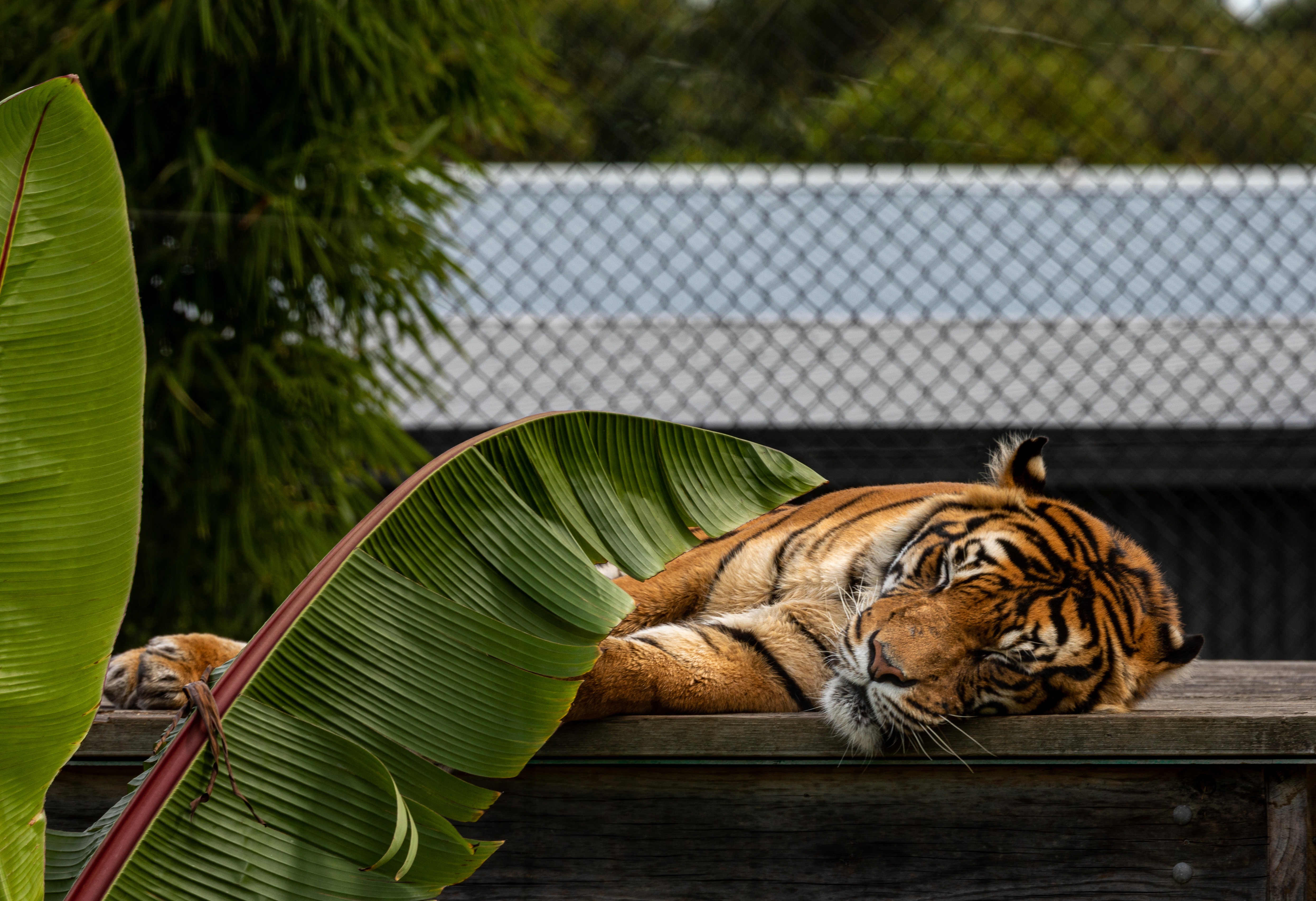Tiger sleeping on wooden platform HD Wallpaper