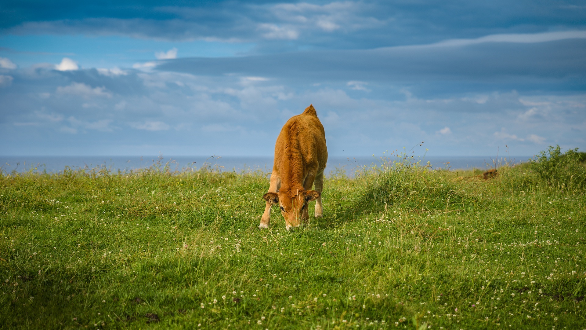 Calf grazing on a grassy hill by the ocean HD Wallpaper