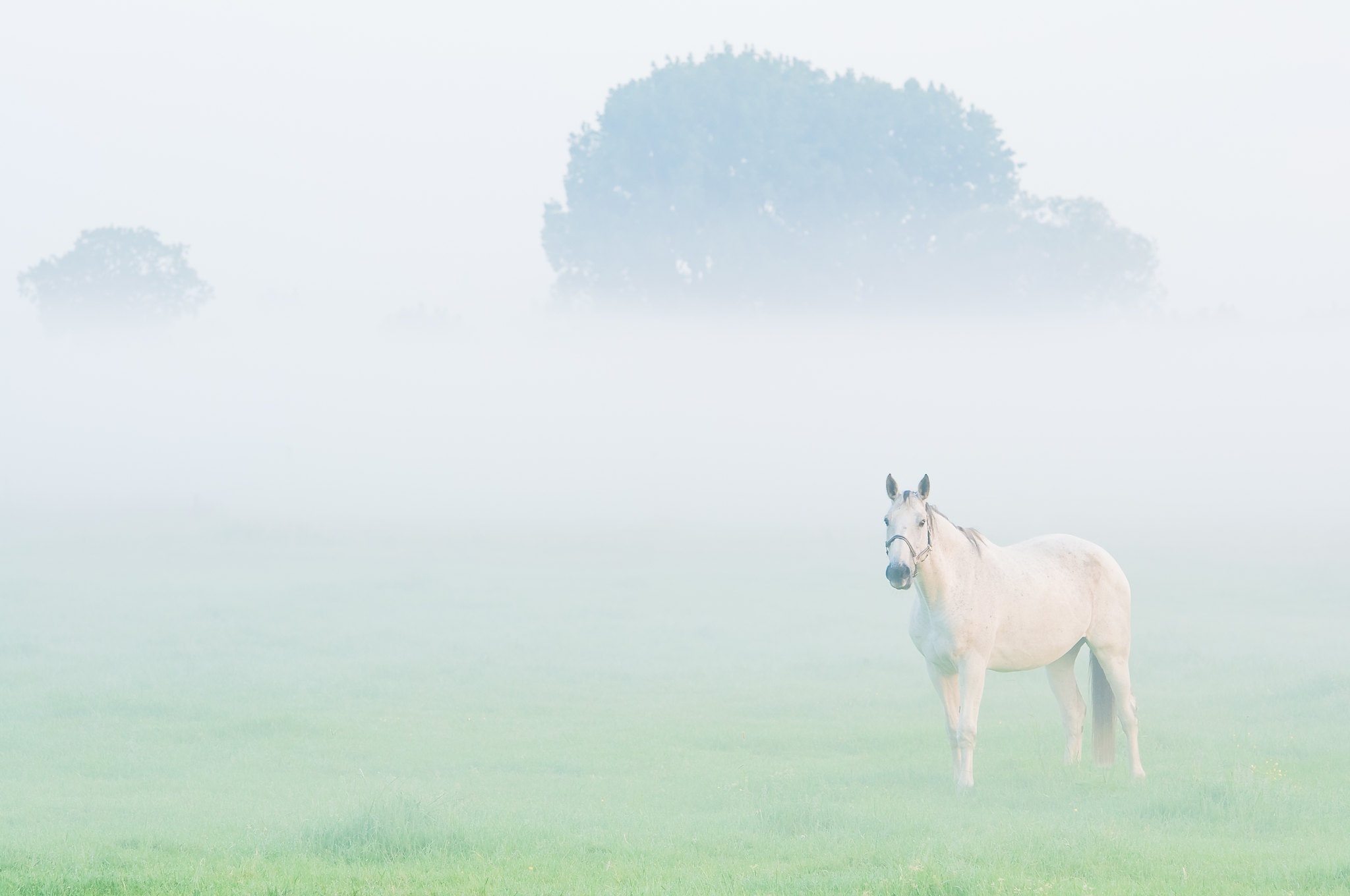 White horse in a foggy field HD Wallpaper