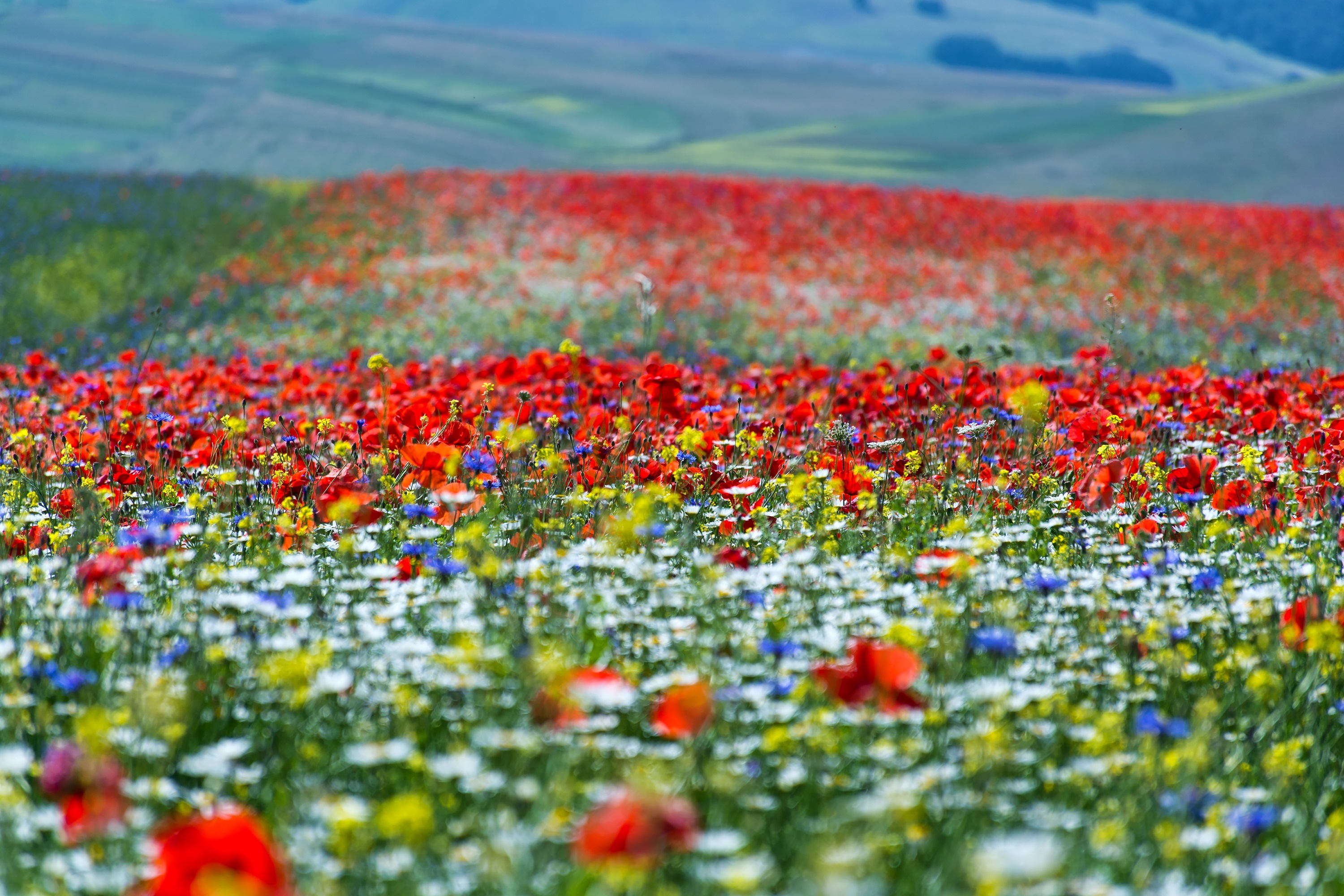 Field of Poppies and Wildflowers HD Wallpaper