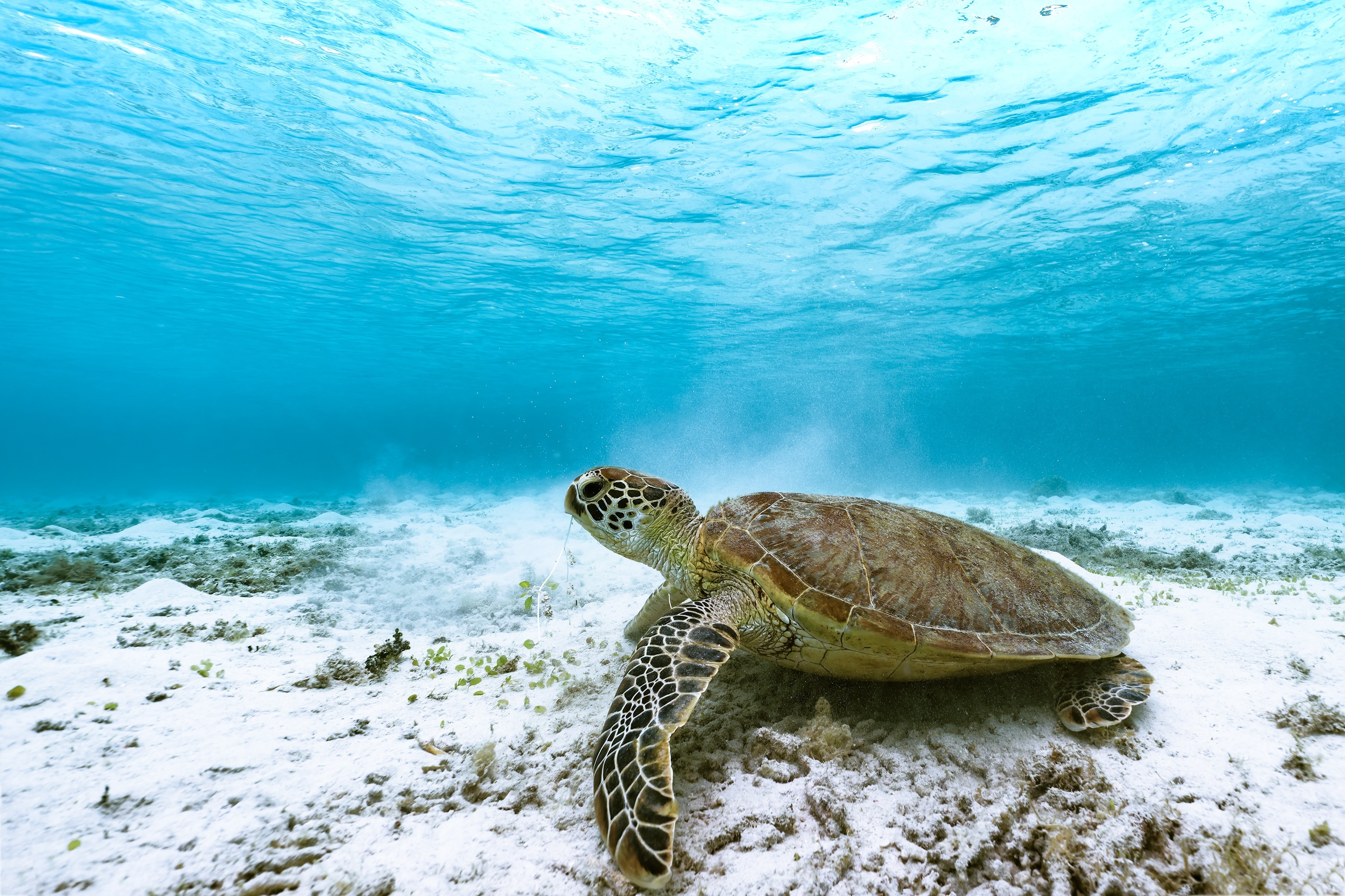 Sea Turtle Underwater HD Wallpaper