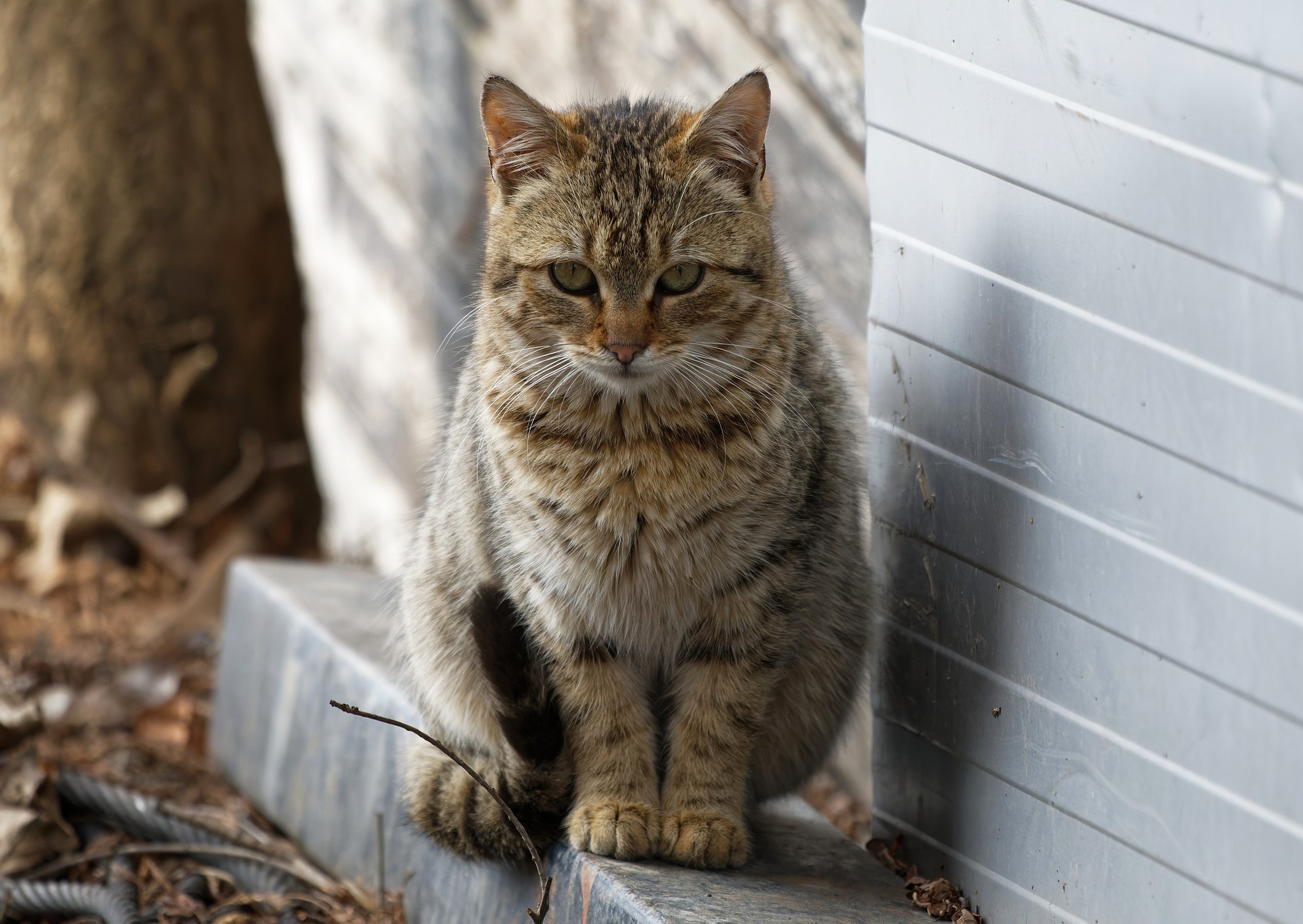 Tabby cat sitting on a ledge HD Wallpaper